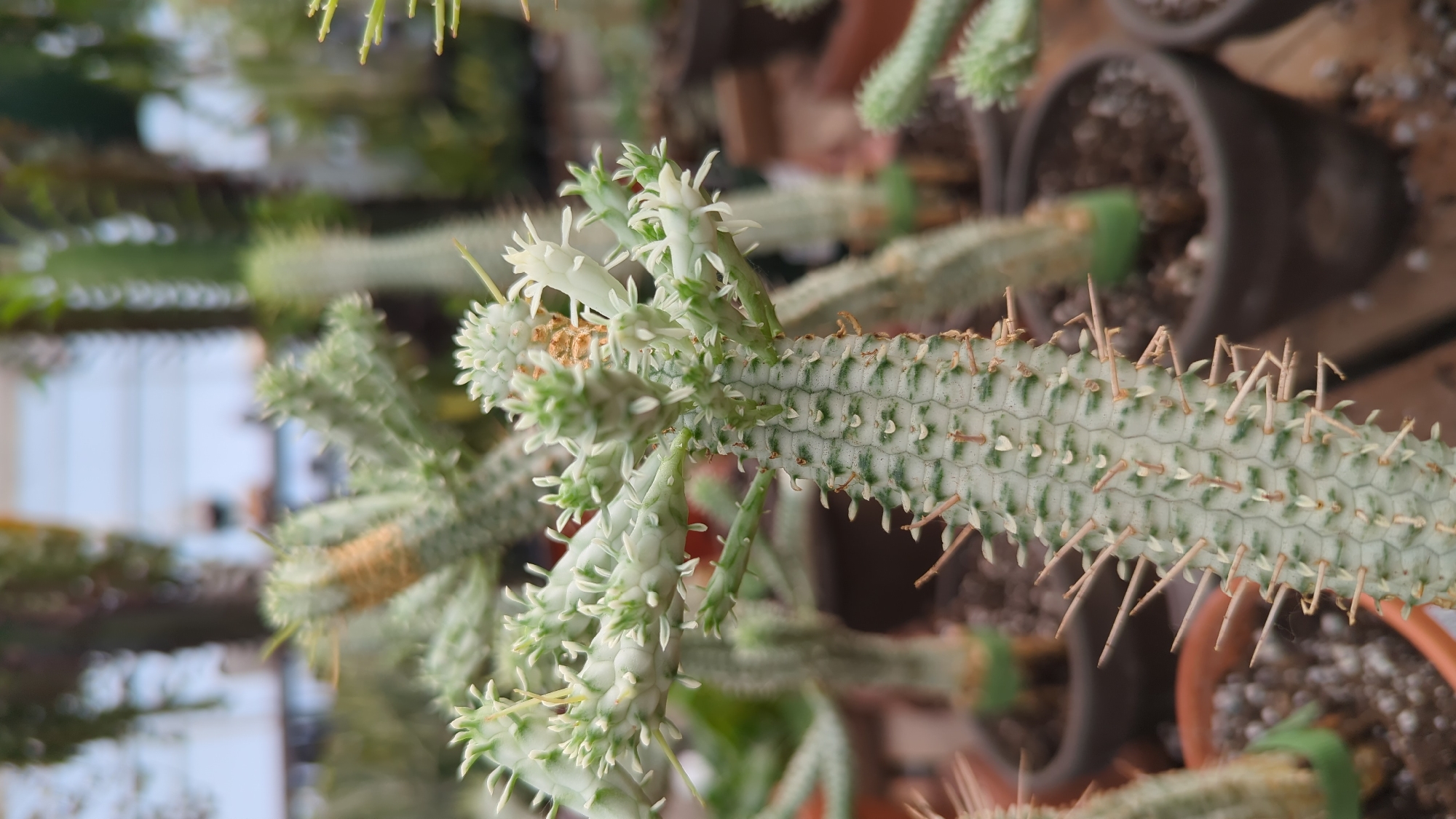 A close-up, eye-level shot focuses on the segmented, spiny stem of a pale green succulent plant. The stem exhibits a pattern of small, raised hexagonal shapes, each with a light brown spine emerging from its center. Green markings are visible within the hexagonal patterns. The plant's upper branches are lighter in color and covered in more delicate, white, spiky growths, some of which appear to be small white flowers or developing buds. Droplets of water are visible on the surface of the stem, suggesting recent watering or high humidity.

The succulent is potted in a dark brown terracotta pot filled with soil and small white pebbles. Several similar potted succulents are visible in the background, out of focus. These background plants also appear to be cacti or succulents, with varying shades of green and some exhibiting brown or tan sections. The overall setting suggests a greenhouse or a plant nursery. The background blurs into muted tones of green, brown, and light blue, hinting at the sky or a distant structure. The scene is well-lit, with natural light illuminating the plant. No people or animals are visible in the image. The location is identified as Laval, Canada.