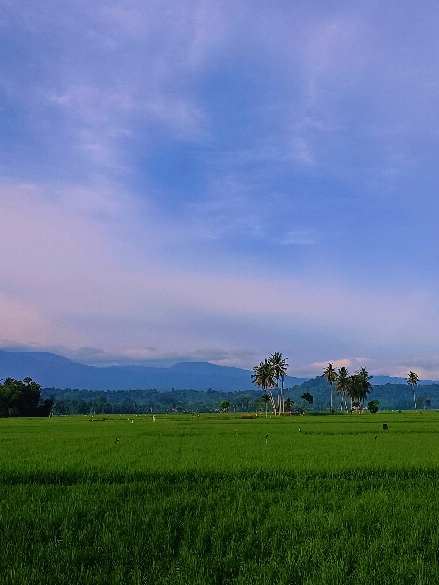 An unobstructed, wide-angle, vertical shot captures a lush green rice paddy field under a soft blue sky with scattered clouds. In the middle ground, a cluster of tall palm trees stands out against a backdrop of distant, hazy blue mountains. The field appears expansive, with rows of rice plants clearly visible, indicating a rural setting. In the far distance, various small figures, possibly scarecrows or people, are scattered sparsely across the paddy. The overall impression is one of tranquility and natural beauty, characteristic of a rural landscape like that found in Kampung Jumpa, Indonesia.