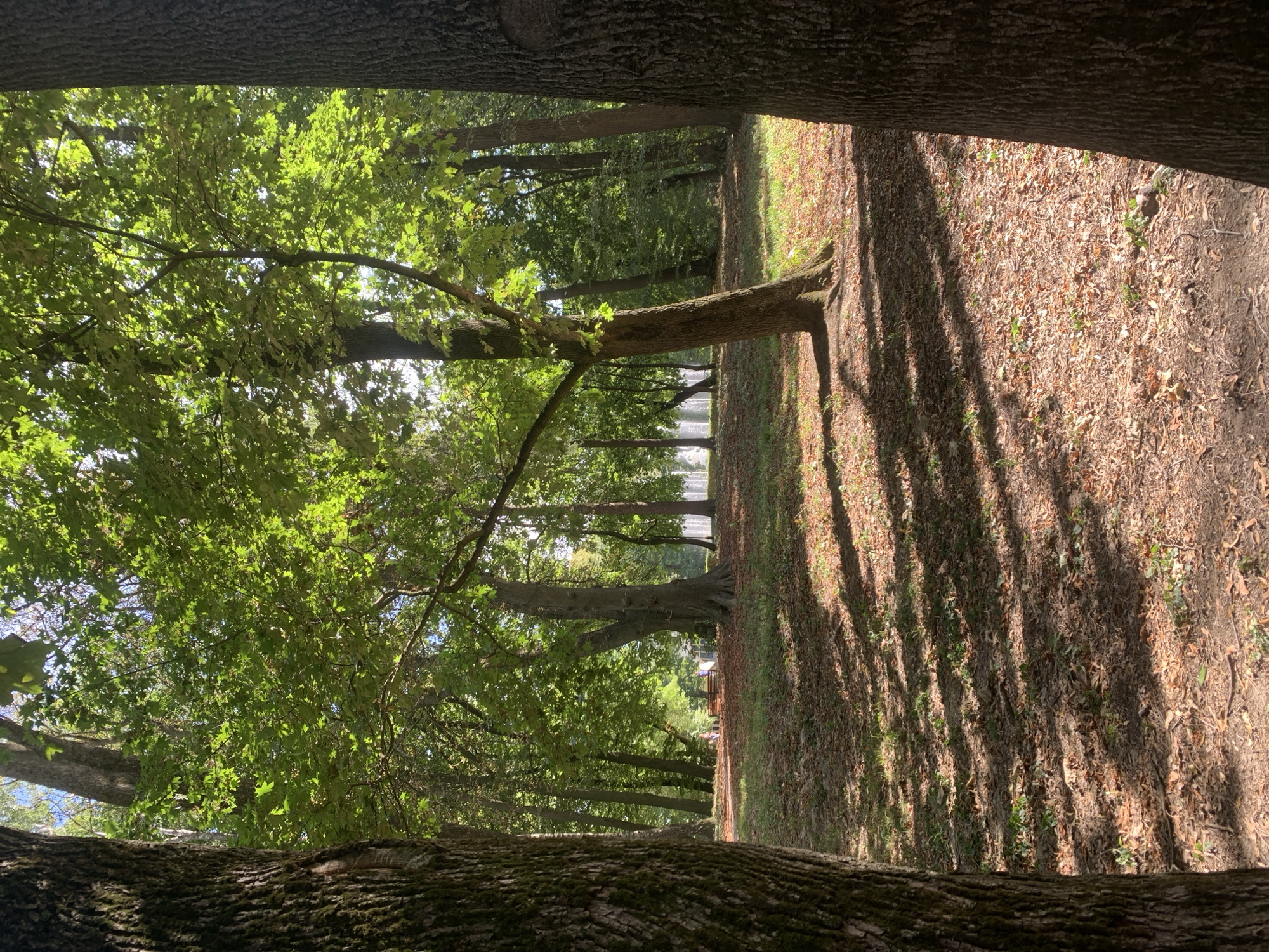 The image captures a sun-dappled park scene, likely within Lviv, Ukraine, given the context. In the foreground, two large tree trunks frame the view, their textured bark illuminated by shafts of sunlight. The ground is covered with fallen leaves and sparse green vegetation, crisscrossed by the long, dark shadows cast by the trees. Beyond the immediate foreground, a gently sloping lawn stretches towards a line of mature trees in the middle ground. In the distance, a series of white water jets from a fountain are visible, suggesting a formal garden or park area. Two figures, appearing as small silhouettes, are seated on a bench near the fountain, adding a touch of human presence to the tranquil natural setting. The overall impression is one of a peaceful, late summer or early autumn day in a well-maintained park.