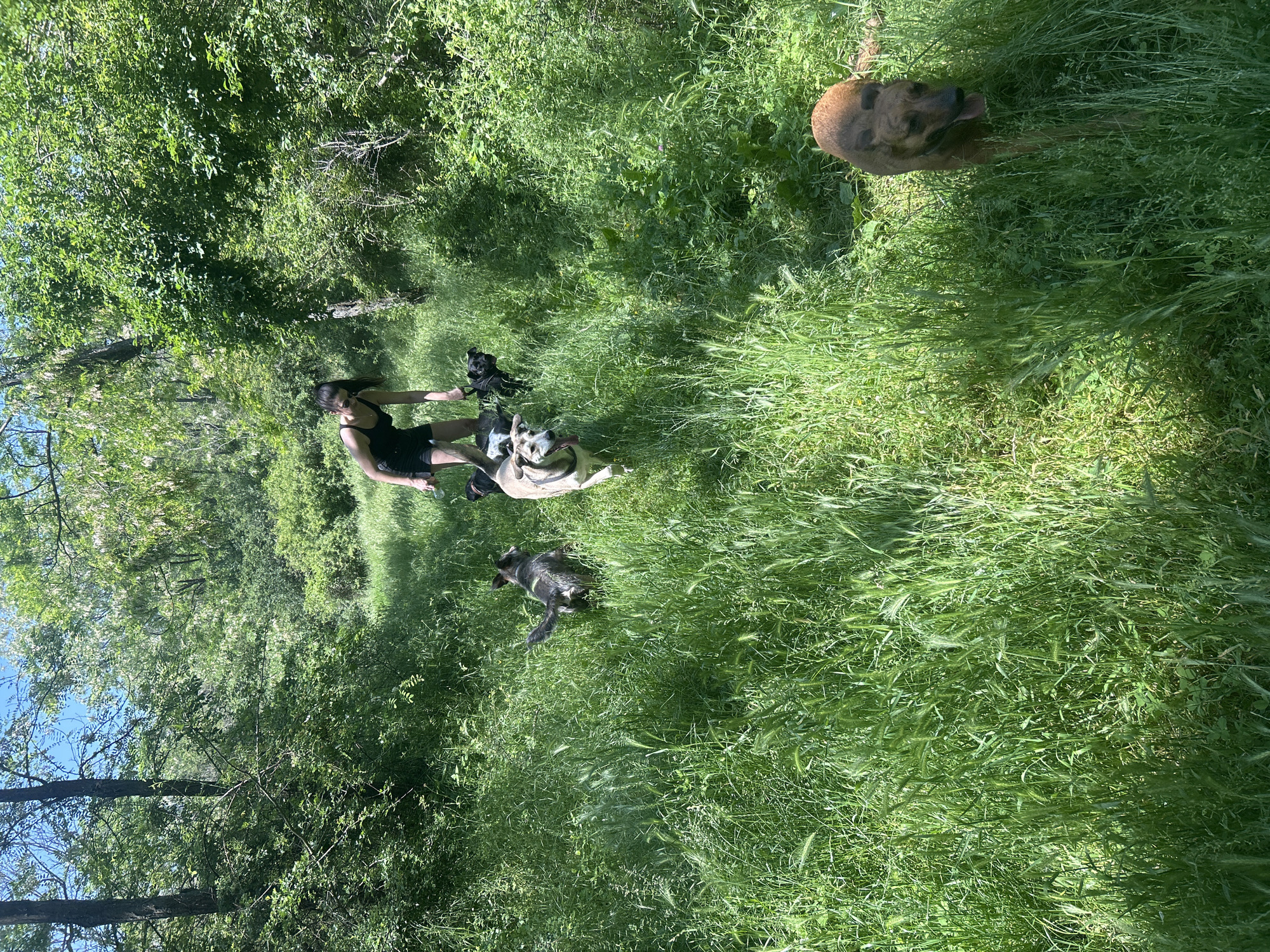 The image displays an outdoor scene in Buhovo, Bulgaria, during clear daylight hours. An adult female, with dark hair secured in a ponytail, is centrally positioned in the mid-ground, wearing a black tank top and dark shorts. She is slightly bent forward, observing or interacting with multiple dogs.
The foreground and mid-ground are dominated by tall, vibrant green grass. At least five dogs are present: a light-colored dog with a harness is running towards the left in the mid-ground, its tongue extended; a black dog is positioned near the woman's left leg; a dark grey or brindle dog is seen from behind, moving away from the viewer, further back; and a reddish-brown dog is partially visible in the lower right foreground, facing forward with its tongue slightly out. The dogs appear to be moving through the tall grass.
The background consists of dense green foliage, including mature trees and thick undergrowth, indicative of a wooded or forested environment. A strip of clear blue sky is visible at the top of the frame. The terrain appears to slope upwards from the foreground into the dense vegetation.