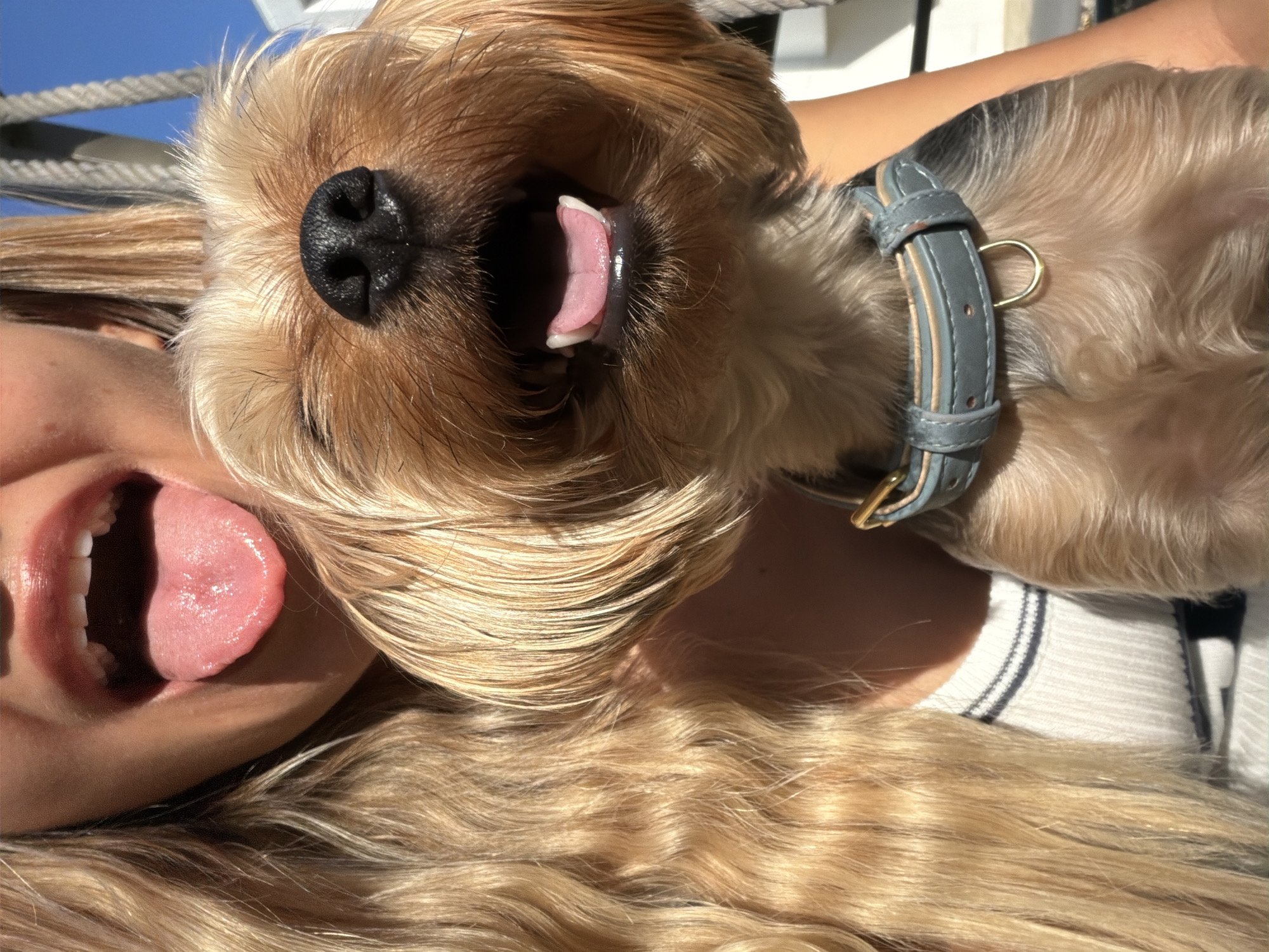 A close-up, outdoor, medium shot shows a young woman with long blonde hair and a Yorkshire Terrier dog. The woman is on the left, with her mouth open and tongue sticking out. The dog is in the center, also with its mouth open and tongue out, positioned in front of the woman's face. The dog is wearing a blue collar with a gold D-ring. The background is blurred and appears to be a sunny outdoor setting with some white structures and a blue sky. The image has a shallow depth of field, with the woman's lips and the dog's face in sharp focus. There is no information available about the specific location in Thep Krasatti, Thailand.