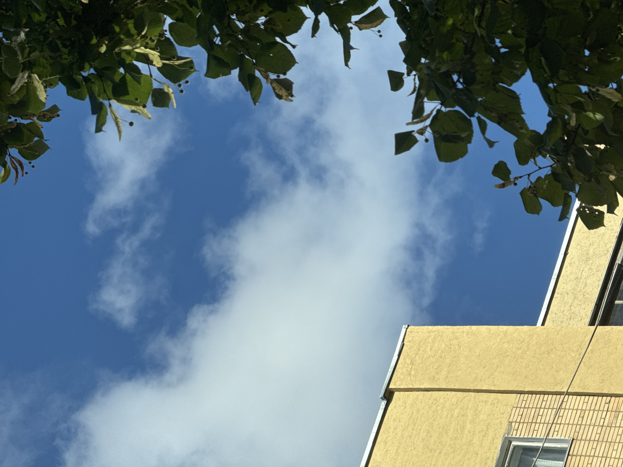 The image is an eye-level, outdoor shot looking up at a bright blue sky with scattered white clouds. In the lower left quadrant, the corner of a textured, yellow building is visible, with a section of light brown brickwork below it. A white-framed window is present on the brick section, and a thin wire runs horizontally across the brick and yellow sections. In the upper right and framing the right side of the image, is the dark green foliage of a tree, with several small, round seed pods visible amongst the leaves. The scene appears to be in Sof'ino, Russia.