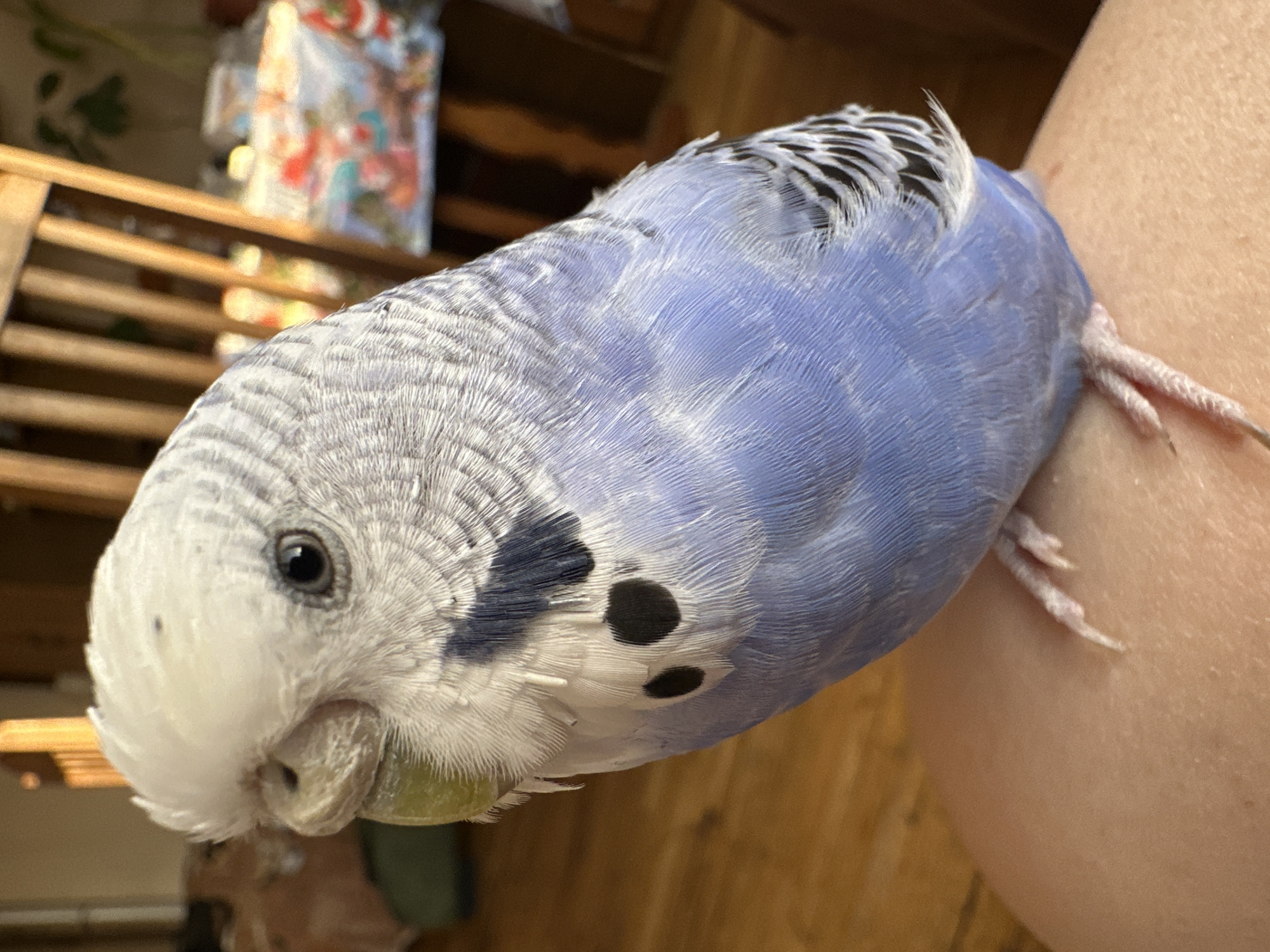 A budgerigar, identified by its white head, grey patterned back, and blue chest, is perched on a person's leg. The bird is facing left, with its head slightly tilted. Its eye is visible, and its beak is a pale green. The background is blurred but appears to be an indoor setting with wooden furniture and a table covered with a colorful cloth. The lighting suggests it is daytime.