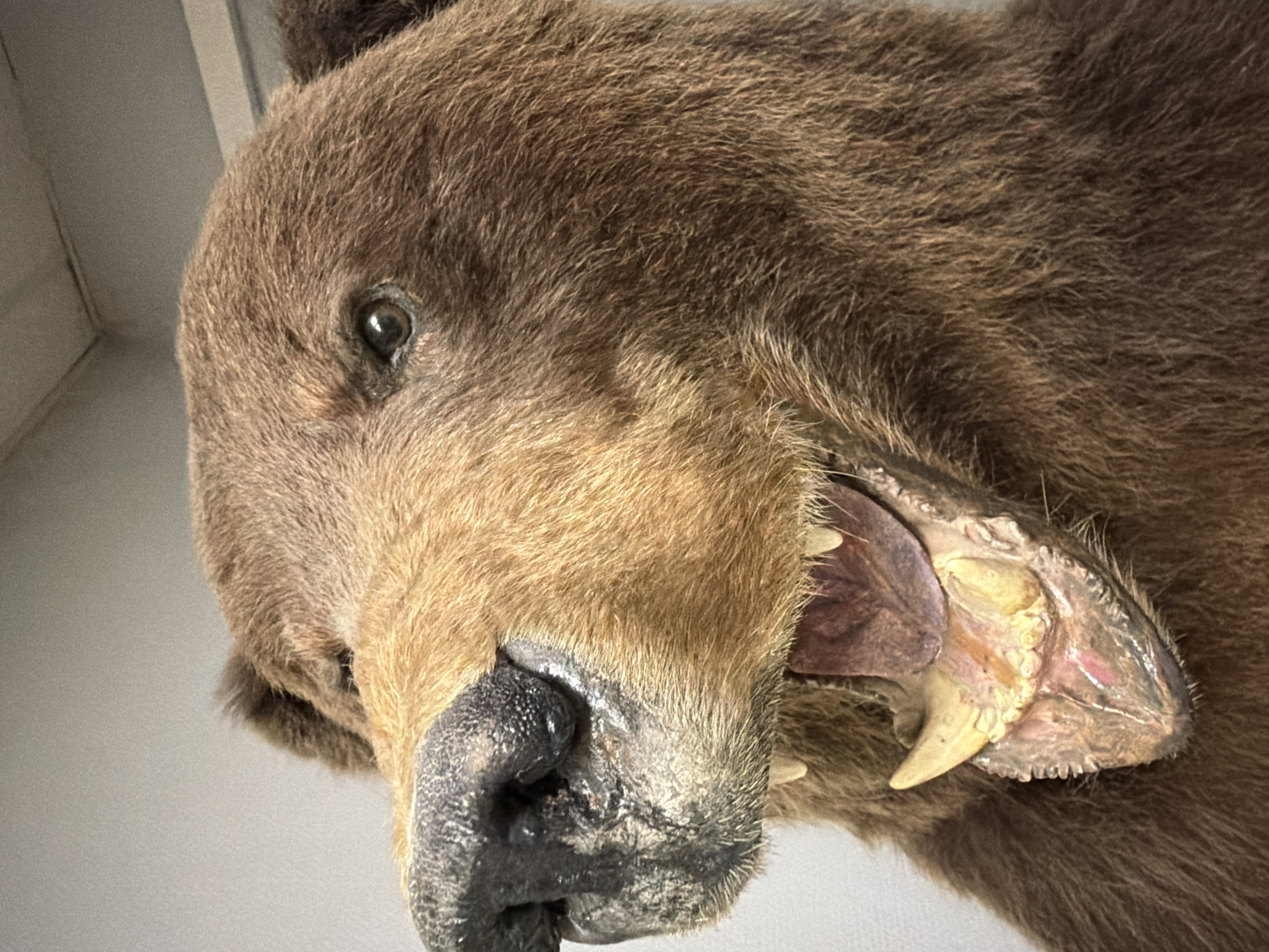 The image shows a close-up view of a taxidermied brown bear head. The bear's mouth is slightly open, revealing its teeth and tongue. The fur is brown and dense. The bear's eye is visible. The background is a plain, light-colored surface. There is no indication of a location in Chaikovsky, Russia, or any other specific place. No people, actions, or interactions are present in the image.