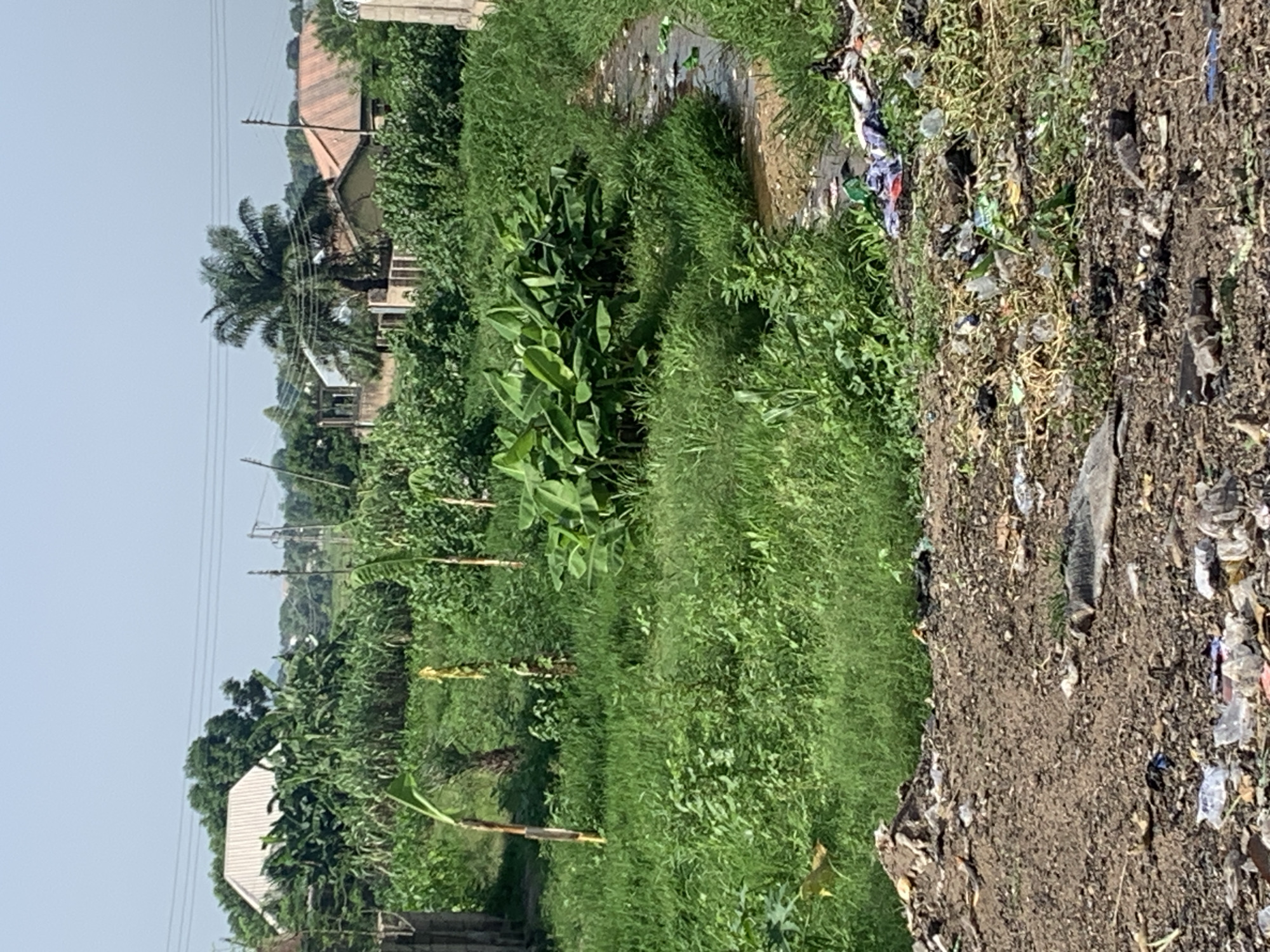 This is a medium shot, eye-level outdoor photograph taken in a semi-urban area. The foreground is dominated by a patch of dry, uneven dirt covered with scattered debris, including plastic bags, bottles, and other refuse. Beyond this, a dense growth of green grass and various plants stretches into the midground. A small, muddy stream or ditch with water and more scattered trash runs through the right side of the image. In the midground, a cluster of large banana plants with broad leaves stands out. Several thin, young banana or similar stalks with yellow flagging are also visible throughout the grassy area. In the background, several houses are visible amongst lush green trees. One house has a white corrugated metal roof, and another has an orange tiled roof. A tall palm tree is located between these houses. Power lines with utility poles stretch across the upper portion of the image against a hazy, light blue sky. The overall impression is of an undeveloped or neglected area within a populated region.