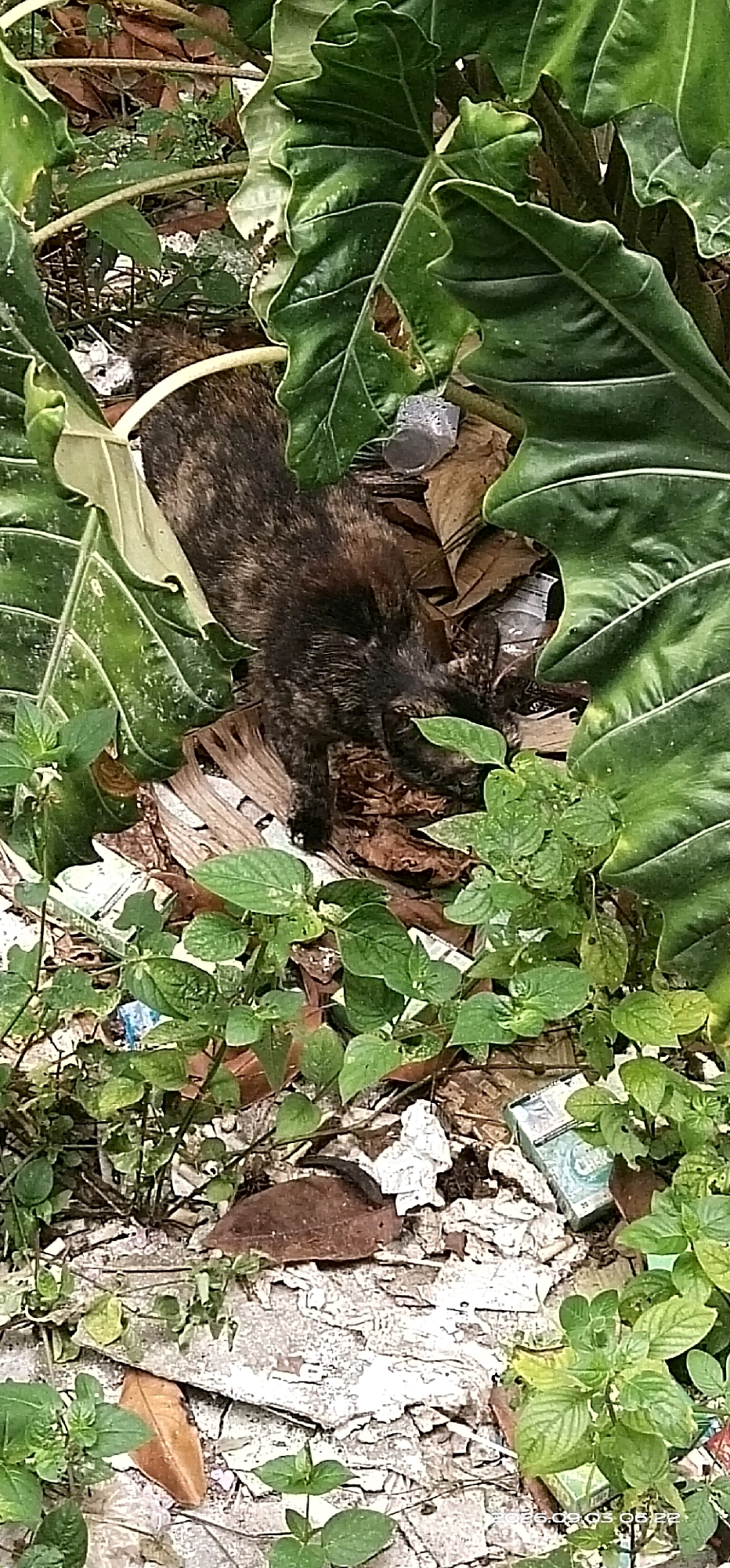 A tortoiseshell cat is lying down amidst large green leaves, dry leaves, and some discarded paper and plastic items. The scene appears to be outdoors, possibly in a garden or a neglected area. The cat is mostly obscured by the foliage, with only its back and head visible. The surrounding environment is cluttered with natural debris and man-made waste.