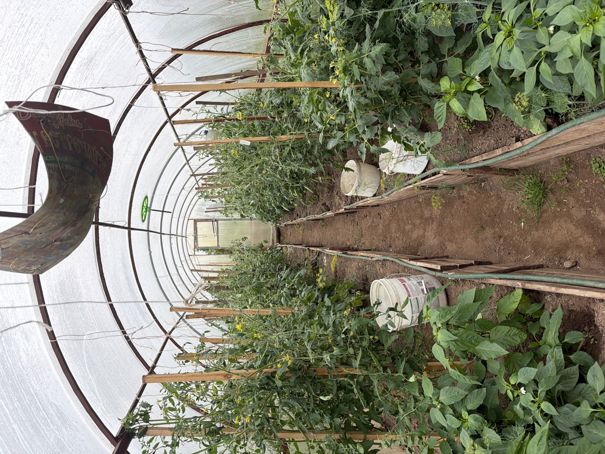 This media file shows the interior of a greenhouse with rows of growing plants. The greenhouse is constructed with a metal frame and covered with a translucent white material. Wooden stakes and ropes are used to support and guide the plants.
The primary subjects are the plants, which appear to be tomatoes and possibly peppers, with some dill. The tomato plants are tall and bushy, with visible yellow flowers and some small green fruits. The pepper plants are shorter and have broad green leaves. Two white buckets are placed on the ground between the rows of plants. A green garden hose is visible along the edge of one of the planting beds. In the background, a glass door or window of the greenhouse is visible.
The scene suggests a gardening or farming activity is taking place, likely for cultivation and harvesting. The lighting is bright and diffused, indicating it is daytime, and the weather outside is likely clear or overcast, as there are no harsh shadows. The location is identified as Бронница, Russia.
A piece of red material with text in Cyrillic script is partially visible in the upper left portion of the image. The text is difficult to read fully, but fragments of words like "дерево" (tree) and possibly related to agriculture or product labeling can be discerned. No people are visible in the media file. The overall impression is one of a working greenhouse with healthy, growing vegetation.