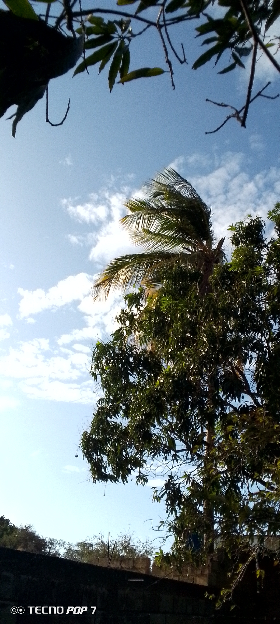 The image presents a view of the sky with scattered clouds, seen through the foliage of trees. A palm tree with its characteristic fronds stands prominently amidst other trees. The scene is captured from a low angle, looking upwards towards the sky. The presence of a wall or building structure at the bottom indicates an urban or semi-urban environment. The location is identified as Altagracia, Venezuela, based on provided context. "Tecno Pop 7" is on the bottom left of the image.