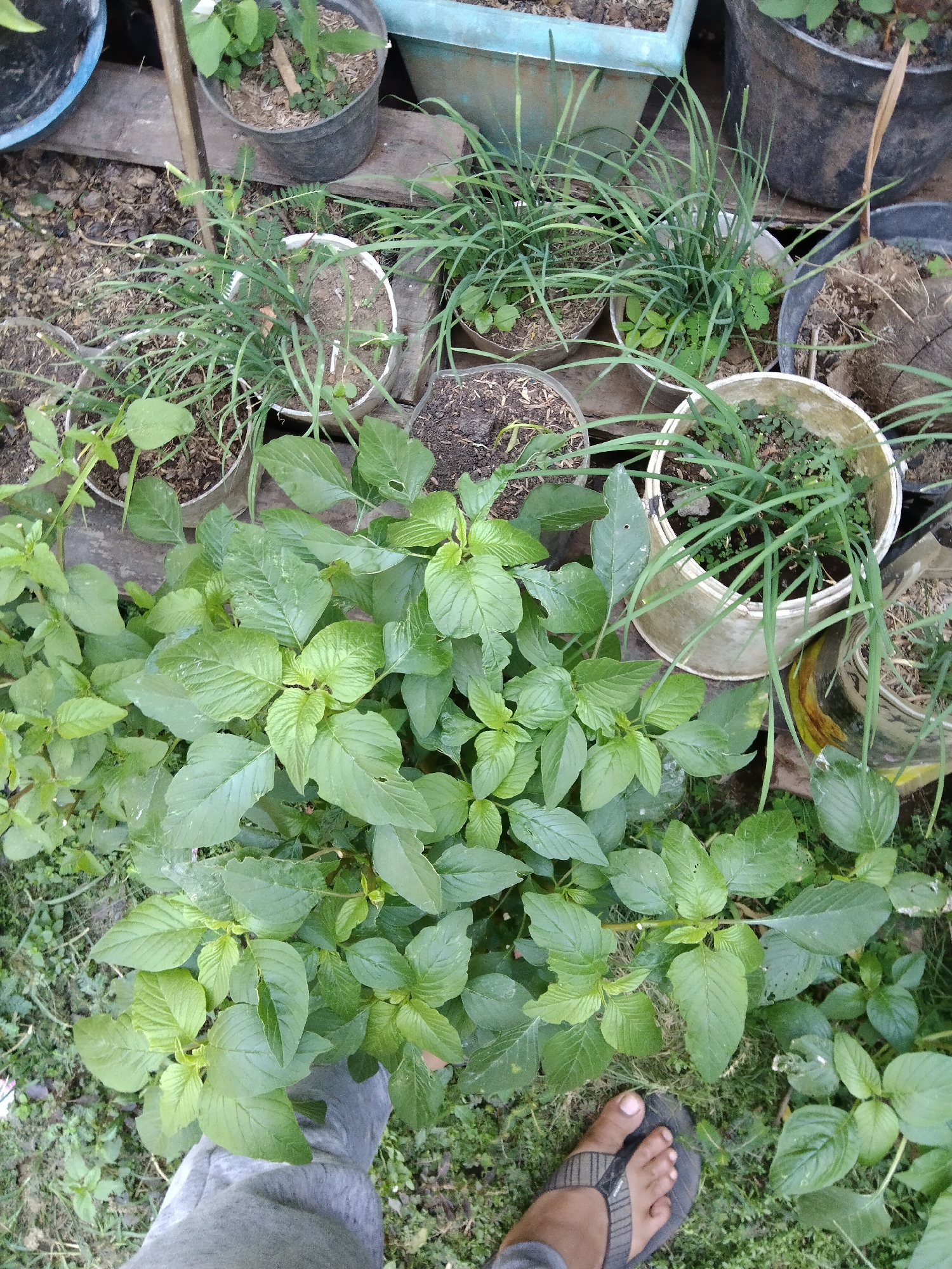 A high-angle, eye-level outdoor shot shows a cluster of potted plants, some containing green leafy vegetables and others with grass-like plants, arranged on the ground. A pair of feet, one wearing a grey sock and the other a flip-flop, are visible in the foreground, suggesting a person is standing among the plants. The environment appears to be a garden or yard, with soil and scattered leaves visible on the ground. The lighting suggests it is daytime.