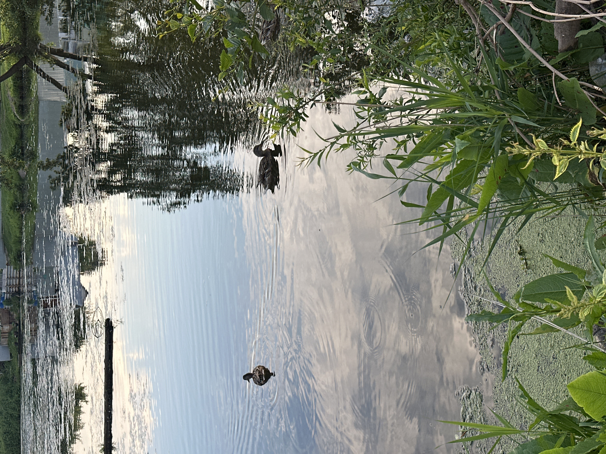 The image depicts a tranquil natural scene by a body of water, potentially in Chaikovsky, Russia, given the context. In the foreground, lush green vegetation, including reeds and broader leaves, grows along the water's edge, with some areas of green algae visible on the water's surface. The water itself is calm, reflecting the sky and surrounding trees. Two mallard ducks are present; one is swimming in the mid-ground, and another is partially visible further to the right, closer to the bank. In the background, structures that appear to be buildings or a fence line are visible, suggesting proximity to a populated area. The overall atmosphere is peaceful and serene, likely captured during daylight hours.