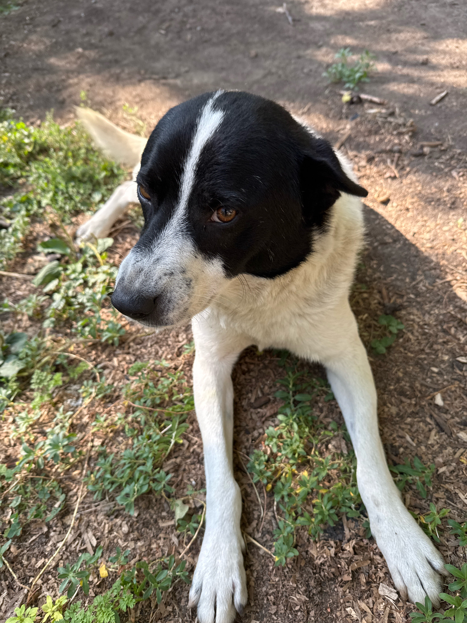 A medium shot captures a black and white dog lying on the ground in Avan, Armenia. The dog has a black head with a white blaze down its forehead and a white body. It is lying on dry soil and some sparse green vegetation. The dog's eyes are open and looking to the left. Its front legs are extended in front of it, and its paws are visible. Sunlight casts shadows on the ground.