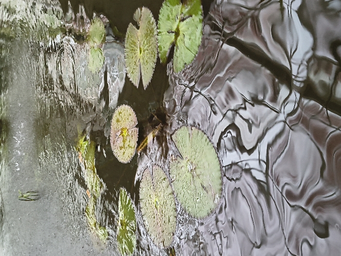 A top-down view captures lily pads floating on the surface of water. The lily pads, in varying sizes, are green with subtle yellow hues. The water's surface is dynamic with wave-like patterns, and reflections create abstract shapes that resemble tree branches or shadows. The overall color palette is a mix of greens, browns, and grays, lending a natural and tranquil aesthetic.