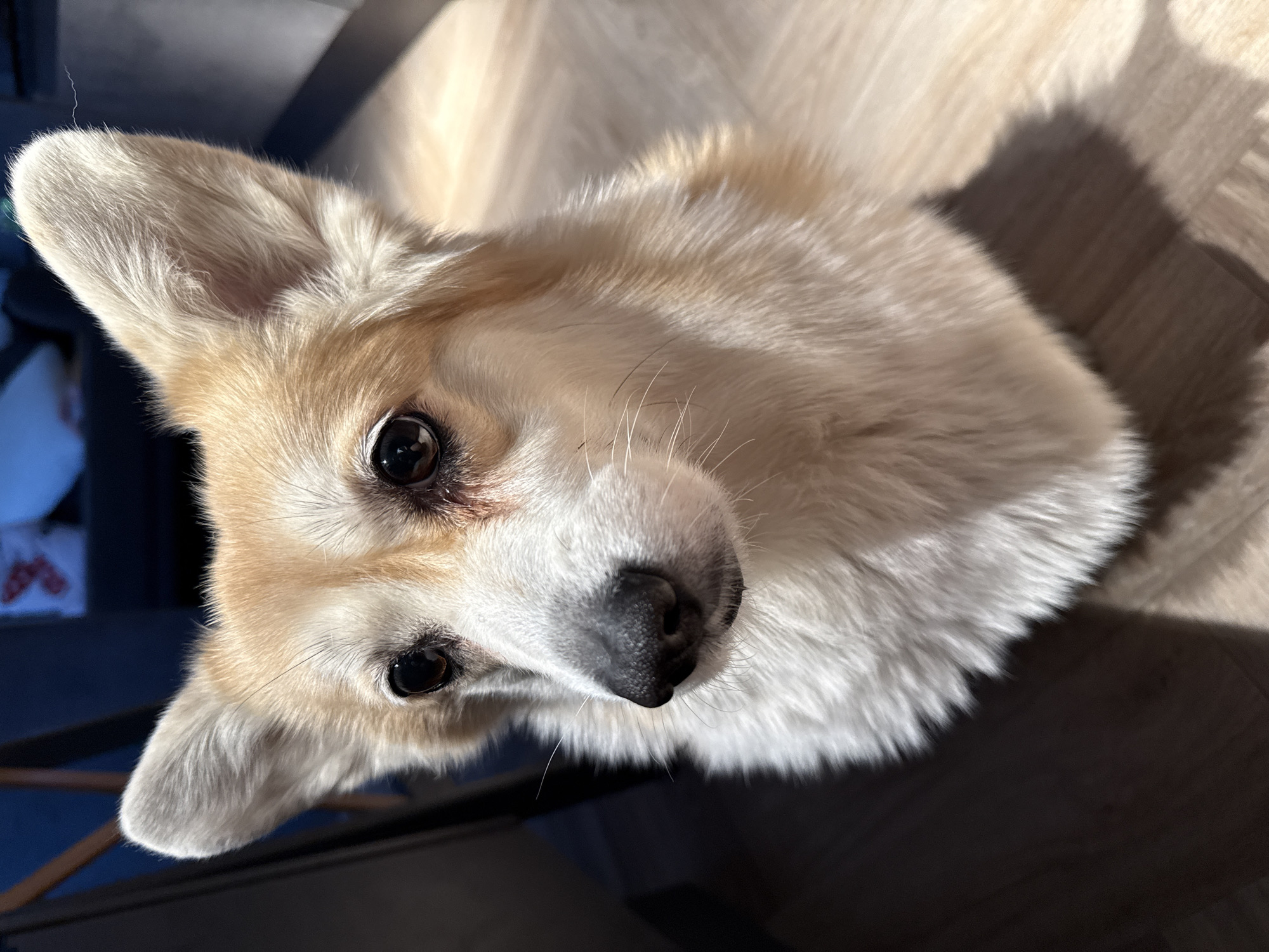 The image features a Pembroke Welsh Corgi dog looking upwards at the camera with an attentive and curious expression. The dog has distinctive fawn and white markings, with the fawn coloration covering its head, ears, and back, and white fur on its chest, under its chin, and around its dark, expressive eyes. Its upright, pointed ears are clearly visible, and its black nose appears moist. A few long whiskers protrude from its snout.
The setting appears to be an indoor space, indicated by the light-colored wooden floor visible in the background, particularly on the right side of the frame. The lighting is bright and natural, suggesting it is daytime. Strong direct sunlight casts crisp, dark shadows on the floor and highlights the texture of the dog's fur, especially on its right side, indicating the light source is from the right and above. The background behind the dog is mostly dark and out of focus, with a faint, blurry light object visible on the far left.
The dog's activity involves it looking directly towards the viewer from a low angle, possibly from the floor, with its head slightly tilted. No specific event is depicted other than the dog's interaction with the camera. There is no visible text in the image. The location is Krasnoyarsk, Russia.