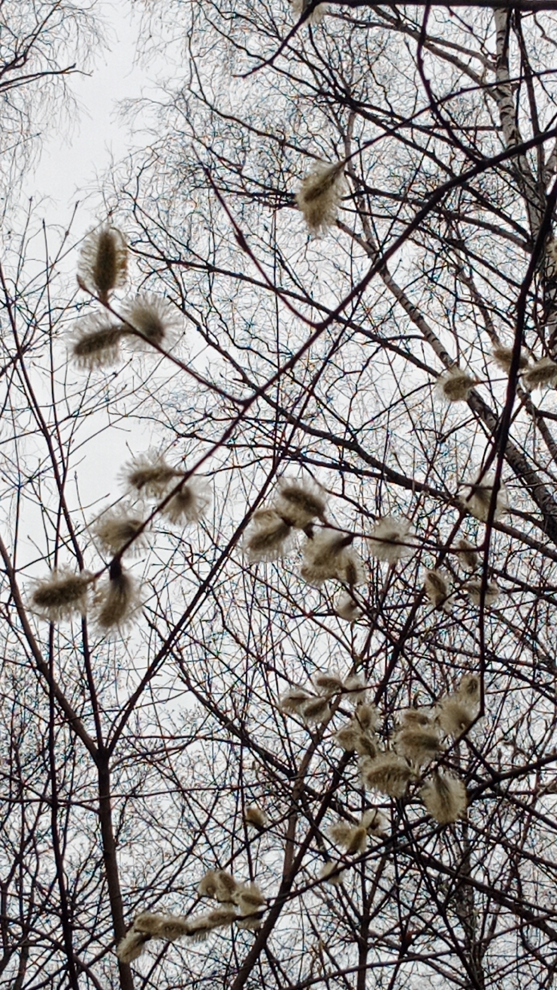 The image shows a low-angle shot of tree branches against a cloudy sky, likely in Moscow, Russia. The trees are predominantly bare, with delicate, fluffy buds emerging on some branches. The branches are a dark brown color, contrasting with the overcast sky. The overall scene has a cold, muted tone, typical of late winter or early spring in Moscow. The bare trees suggest a natural or park setting within the city.