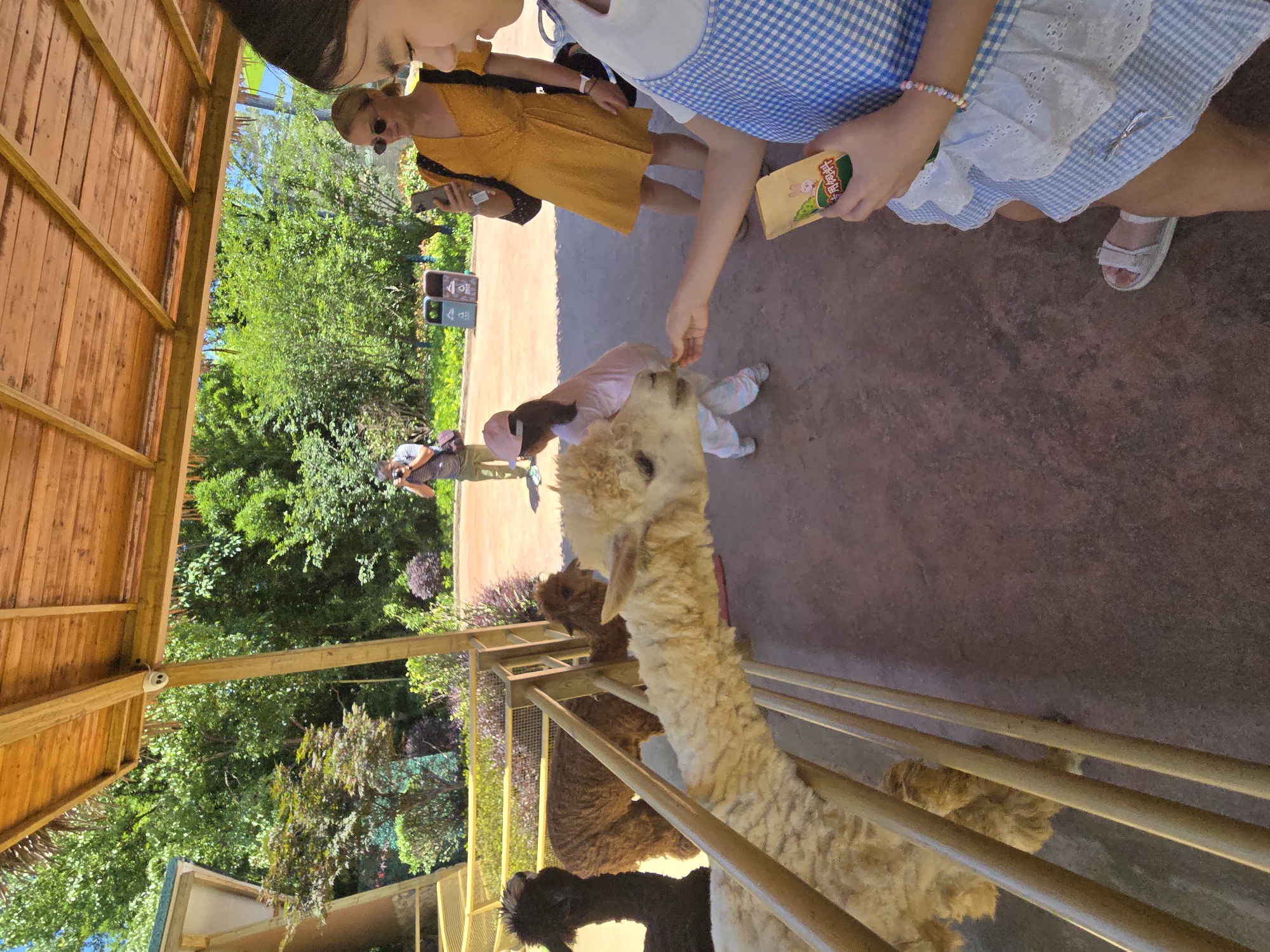 The image depicts an outdoor scene at an alpaca farm, likely located in Fuyang, China, as suggested by the context provided. In the foreground, a young girl wearing a blue and white checkered dress and white sandals is holding a small bag of alpaca feed and offering a piece of it to a light-colored alpaca. The alpaca is leaning over a wooden fence to eat from her hand. To the left, a dark-colored alpaca and a brown alpaca are visible behind the fence. In the middle ground, a young girl in a pink hat and t-shirt is also interacting with the alpacas. A woman in a yellow dress and sunglasses is standing behind them, looking at her phone. Further in the background, a man is taking a photo with a camera. The environment includes lush green trees and vegetation, a wooden shelter structure overhead, and a paved ground surface. Two trash receptacles are visible in the middle ground. The lighting suggests it is daytime.