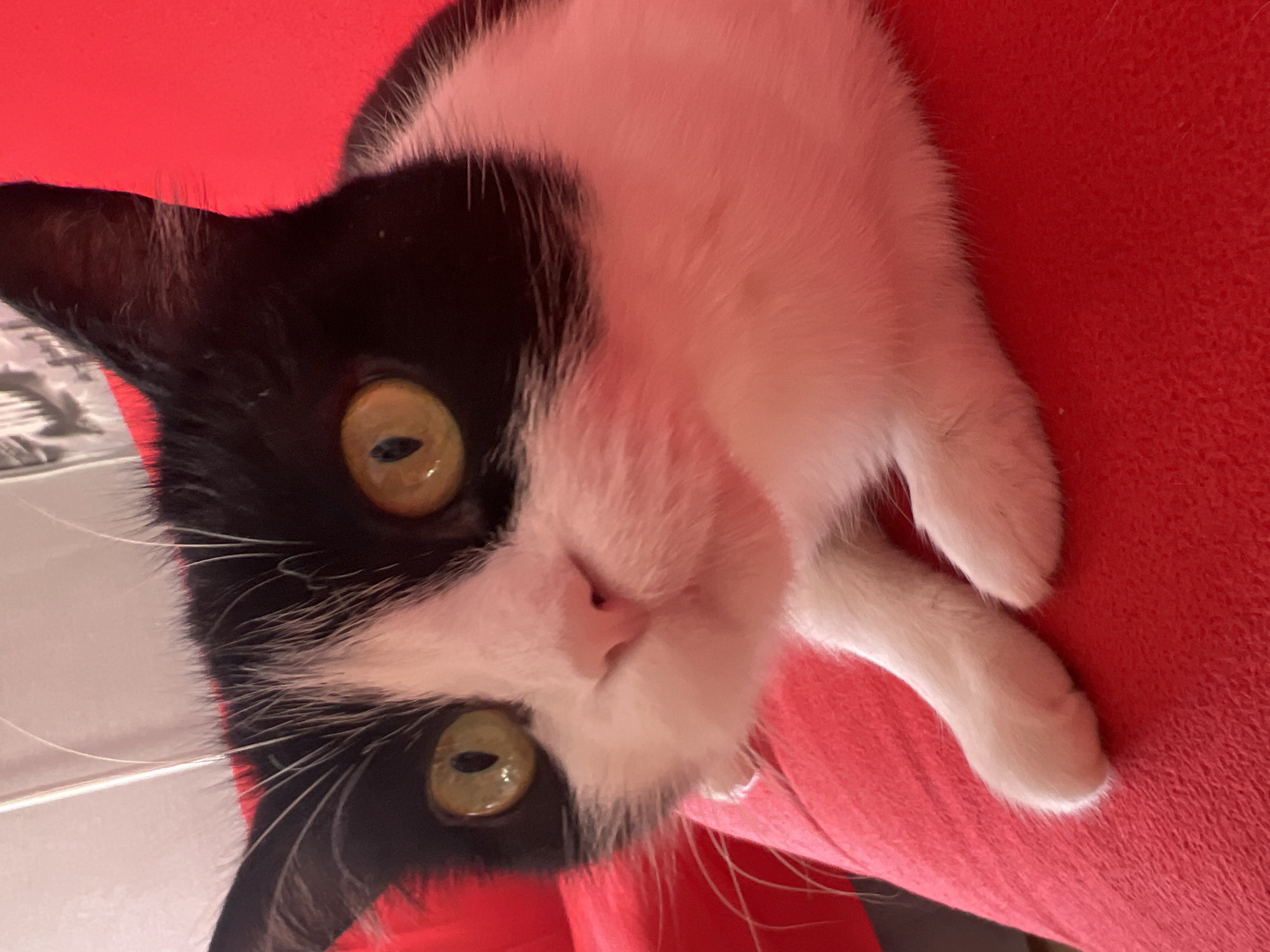 A black and white cat with green eyes is resting on a red surface. The cat's head is tilted, and its whiskers are visible. The cat's paws are also visible. The red surface appears to be a blanket or cushion. There is no indication of Noviy, Russia, in the image.