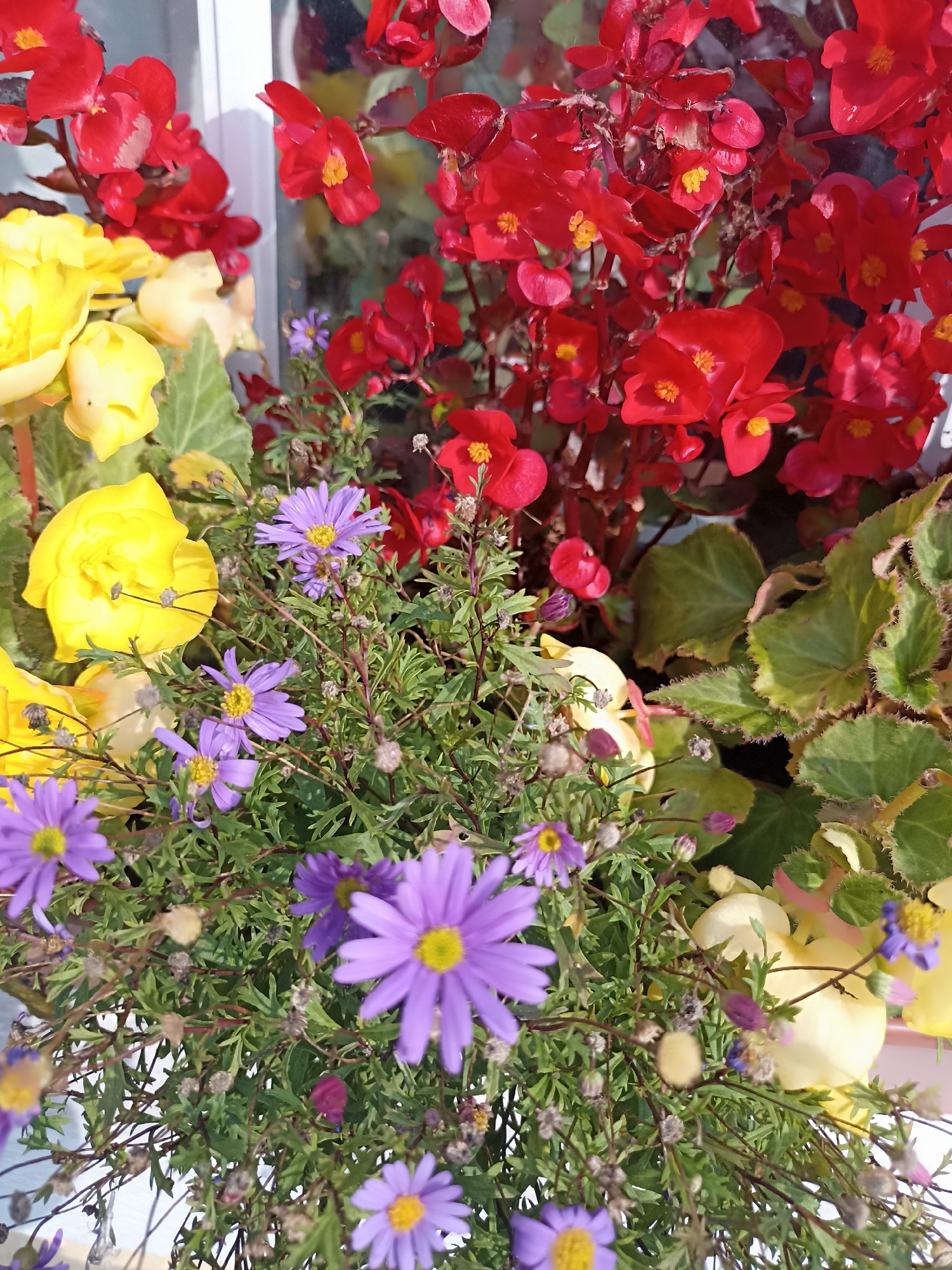 The image shows a close-up of a colorful floral arrangement in what appears to be an outdoor setting. The primary subjects are flowers in shades of red, yellow, and purple, interspersed with green foliage. The red flowers are small and clustered, likely a type of begonia. The yellow flowers are larger and more rounded, possibly roses or larger begonias. The purple flowers are daisy-like with yellow centers.
The composition is dense, with flowers and leaves filling most of the frame. Some of the flowers are in full bloom, while others appear to be buds or have dried seed heads. The lighting suggests it is daytime, with sunlight casting shadows and highlighting the textures of the petals and leaves. The background is blurred, but hints of a white vertical structure and darker elements suggest it might be near a building or window. The overall impression is one of a vibrant and lush garden display.
No specific location in Oughterard, Ireland can be identified from the visual information presented in the image.
