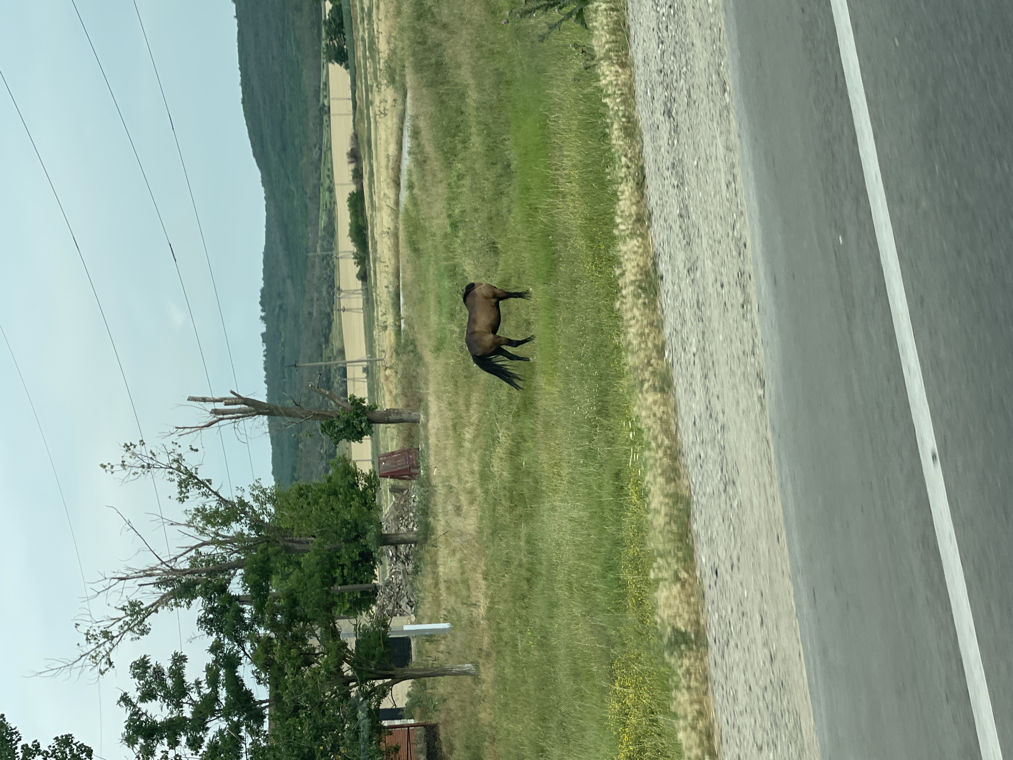 This is a rotated, full-shot photograph taken from a vehicle, likely traveling along a rural road in Congaz, Moldova. The scene depicts a brown horse standing in a grassy field to the left of the road. The horse is facing away from the camera, with its head lowered slightly. Beyond the horse, the field transitions into dryer, lighter-colored grass and then into what appears to be agricultural land with some patches of water. In the distance, a hazy, green hillside dominates the horizon.
The immediate foreground on the right is occupied by the asphalt road, clearly marked with a white line on the right side. The shoulder of the road is a mix of gravel and dry grass. To the far left, several power lines stretch across the frame against a pale, overcast sky.
Several trees are scattered throughout the landscape. Some are lush green, while others, particularly those closer to the foreground on the left, are partially bare and appear to be dead or dying, with visible branches and exposed wood. There are also some scattered wooden structures and piles of debris visible in the grassy area behind the trees.
The lighting suggests it is daytime, possibly late morning or early afternoon, with the overcast sky indicating subdued natural light. There is no visible text in the image. The overall impression is a somewhat desolate, rural landscape, with the lone horse being the most prominent living subject.