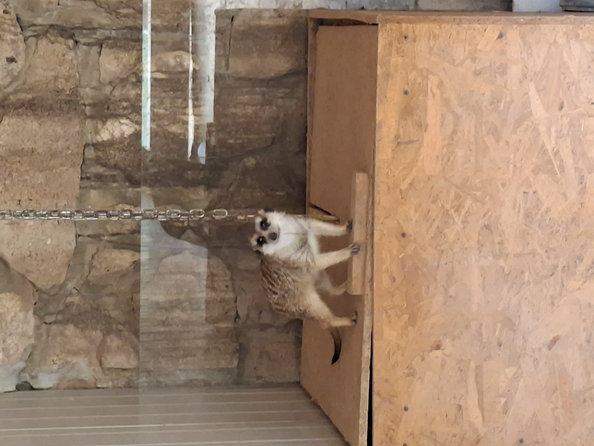 A meerkat stands on a wooden platform inside an enclosure. The enclosure has a stone wall as a backdrop and is likely indoors or a sheltered exhibit as indicated by the smooth, vertical panel on the left and the chain hanging from above. The meerkat is facing the camera, with its front paws on a smaller wooden plank. The enclosure appears to be a zoo or animal exhibit, possibly in the city of Bârlad, Moldova, though no specific identifying markers are present in the image. The lighting is diffused, suggesting it's not direct sunlight. The overall scene is observed through a glass panel, as indicated by reflections on the surfaces.