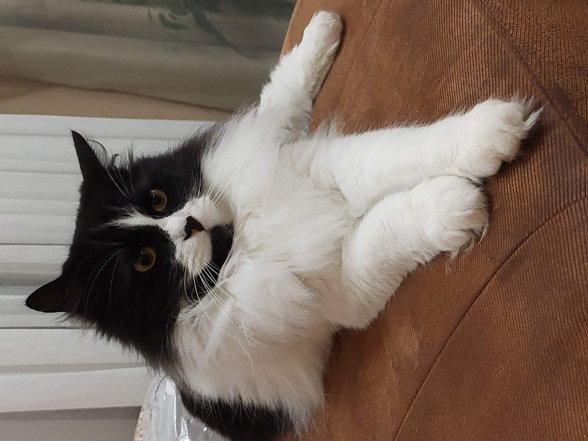 A black and white fluffy cat is lying on a brown cushioned surface. The cat is facing the camera with its front paws crossed. The cat has yellow eyes and a black nose. The background consists of white curtains and a darker curtain on the right side. The image is taken indoors. There is no indication of the city of Plovdiv, Bulgaria.
