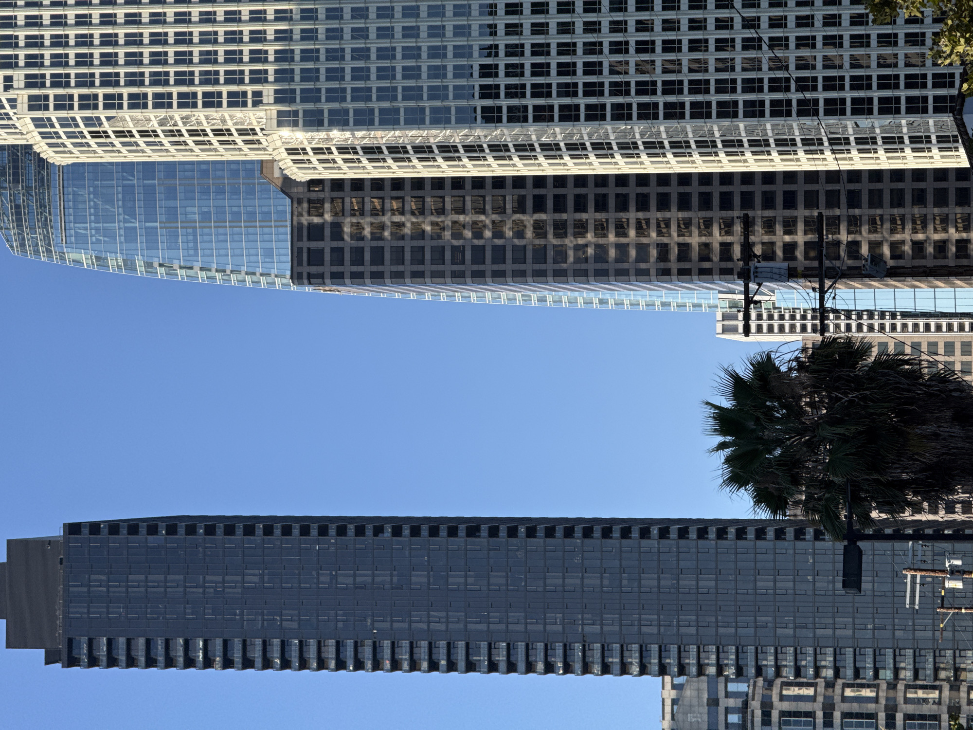 A close-up, low-angle shot shows the tops of several modern skyscrapers in downtown Los Angeles, California, against a clear blue sky. The buildings are diverse in their architectural styles. On the far left is a tall, dark skyscraper with a grid-like facade and balconies. To its right is a building with a curved, glass facade that reflects the sky. Next to that is a building with a more traditional, rectangular grid of windows. A large palm tree with dark green fronds is in the foreground, obscuring some of the lower portions of the buildings. Power lines and utility poles are visible between the palm tree and the buildings, indicating an urban setting. The sunlight creates strong shadows and highlights on the buildings, suggesting it is daytime, likely late afternoon due to the angle of the light. No people are visible in the frame.