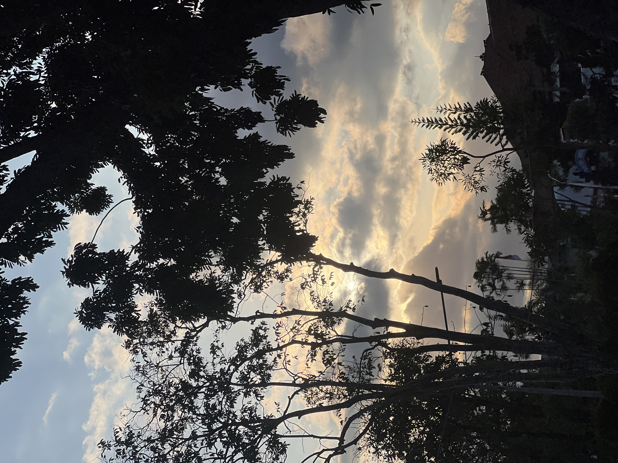 The image captures a sunset scene viewed through silhouetted trees in Denpasar, Indonesia. The sky is filled with dramatic clouds, tinged with the warm hues of the setting sun, creating a striking contrast with the dark foliage. In the foreground, the branches of several trees are starkly outlined against the sky, with a large tree dominating the right side of the frame. Below the trees, the roofs of buildings are visible, partially obscured by the shadows. A small Indonesian flag can be seen flying on a pole amidst a cluster of palm trees in the middle ground. The overall impression is one of a serene and atmospheric evening in a tropical city.