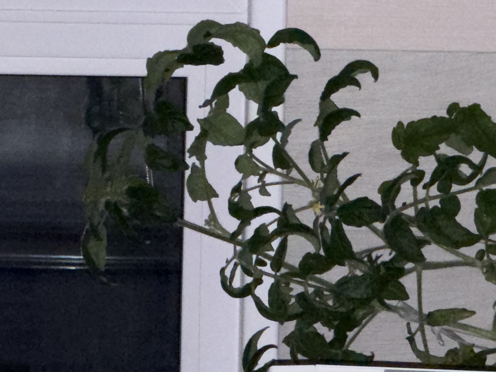 A close-up, top-down perspective shows a leafy green tomato plant with some of its leaves curled and distorted. The plant is in front of a blurred background that includes a dark window and a white vertical structure, possibly a wall or trim. The scene is dimly lit, suggesting it might be indoors or during twilight hours. There are no people or animals visible in the image. The image does not provide any information to determine its specific location in Izhevsk, Russia.