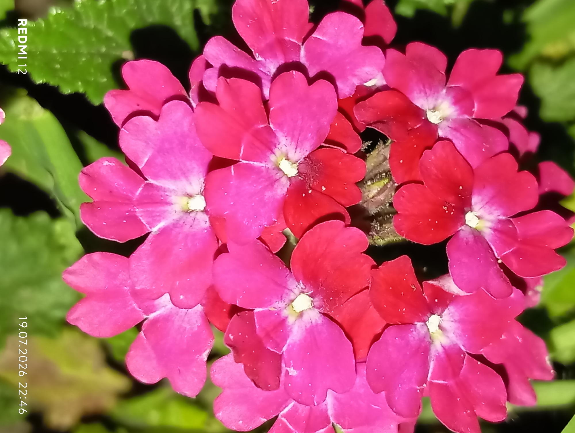 A close-up, overhead shot focuses on a cluster of vibrant pink and red verbena flowers. The petals are delicate and slightly curled, with lighter pink centers. Tiny water droplets are visible on some of the petals, suggesting a recent watering or dew. The background is softly blurred green foliage, indicating an outdoor setting. The lower-left corner of the image displays the text "REDMI 12" and the lower-right corner shows the date and time "19.07.2026 22:46". This image was captured in Smila, Ukraine.