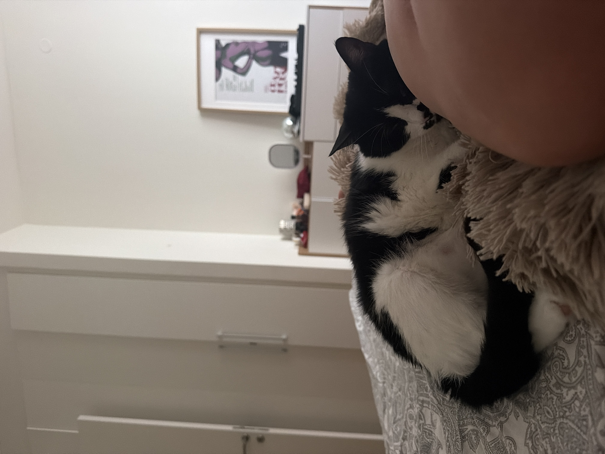A black and white cat is curled up asleep on a bed covered with a gray and white patterned comforter. The cat is resting its head on a fluffy, tan-colored blanket. To the right of the cat, a person's leg is visible. In the background, a white dresser with a framed picture of a woman on top is present, along with a small mirror and various decorative items. A large white closet is visible on the left side of the image. The scene appears to be in a bedroom, likely in an apartment in Belgrade, Serbia.