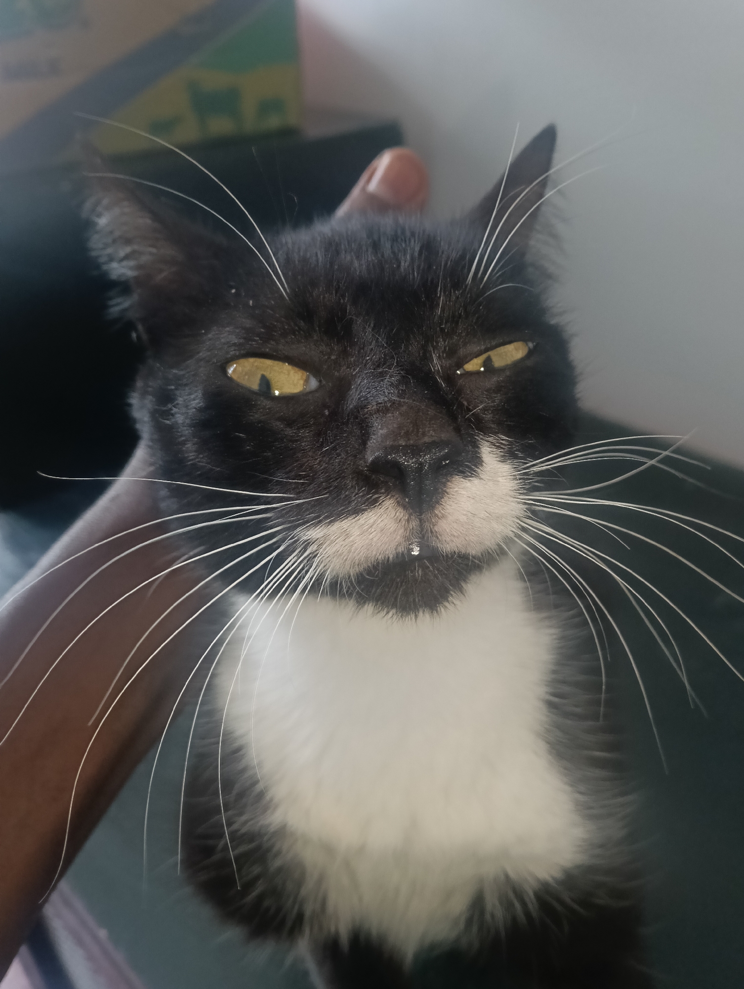 A close-up shot depicts a black and white cat being held. The cat has striking white whiskers, yellowish-gold eyes narrowed in a gaze, and a small drop of moisture near its mouth. The cat's chest is primarily white fur, contrasting with its black fur on its head. A hand is visible near the cat's head, seemingly holding it. The background is partially obscured. The location, Nairobi, Kenya, is not visually confirmed in the image.