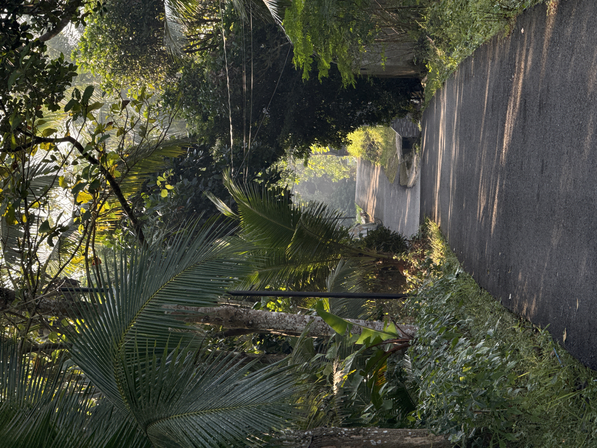A paved, narrow road winds through lush, tropical vegetation in Alian, Indonesia. The road curves to the right, leading uphill into a sun-dappled forest. Tall palm trees and dense green foliage line both sides of the road, with sunlight filtering through the leaves, creating dappled shadows on the asphalt. A dark, vertical pole is visible on the left side of the road, partially obscured by palm fronds. Further up the road, a cluster of buildings and trees are visible, shrouded in a light mist. The overall scene depicts a serene and natural environment, characteristic of a rural or semi-rural area in Indonesia. There are no people or animals visible in the image.