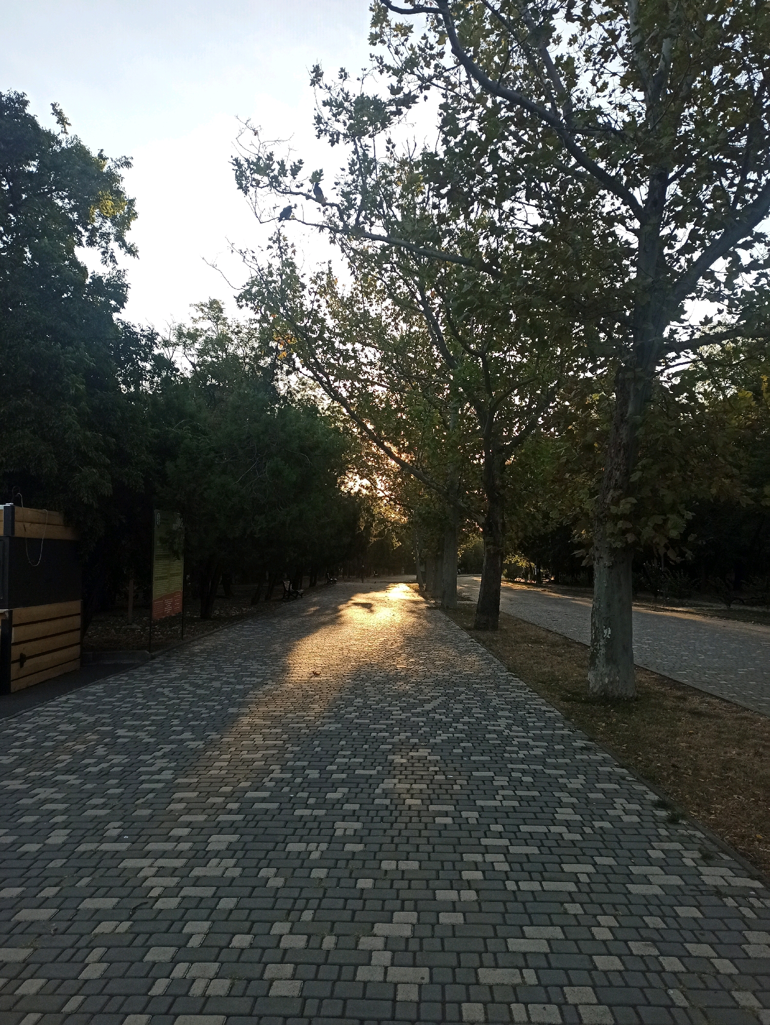 The image depicts a paved pathway in a park-like setting, likely in Odesa, Ukraine, during a sunset or sunrise. Tall trees with dense foliage line the pathway, casting long shadows across the interlocking brick paving stones. The sunlight filters through the leaves, creating a warm, golden glow on the path. To the left of the pathway, there is a wooden structure, possibly a kiosk or a booth, with some signage visible. Further along the path, benches are visible under the trees. The sky is bright, indicating early morning or late evening. The overall scene suggests a peaceful and serene park environment.