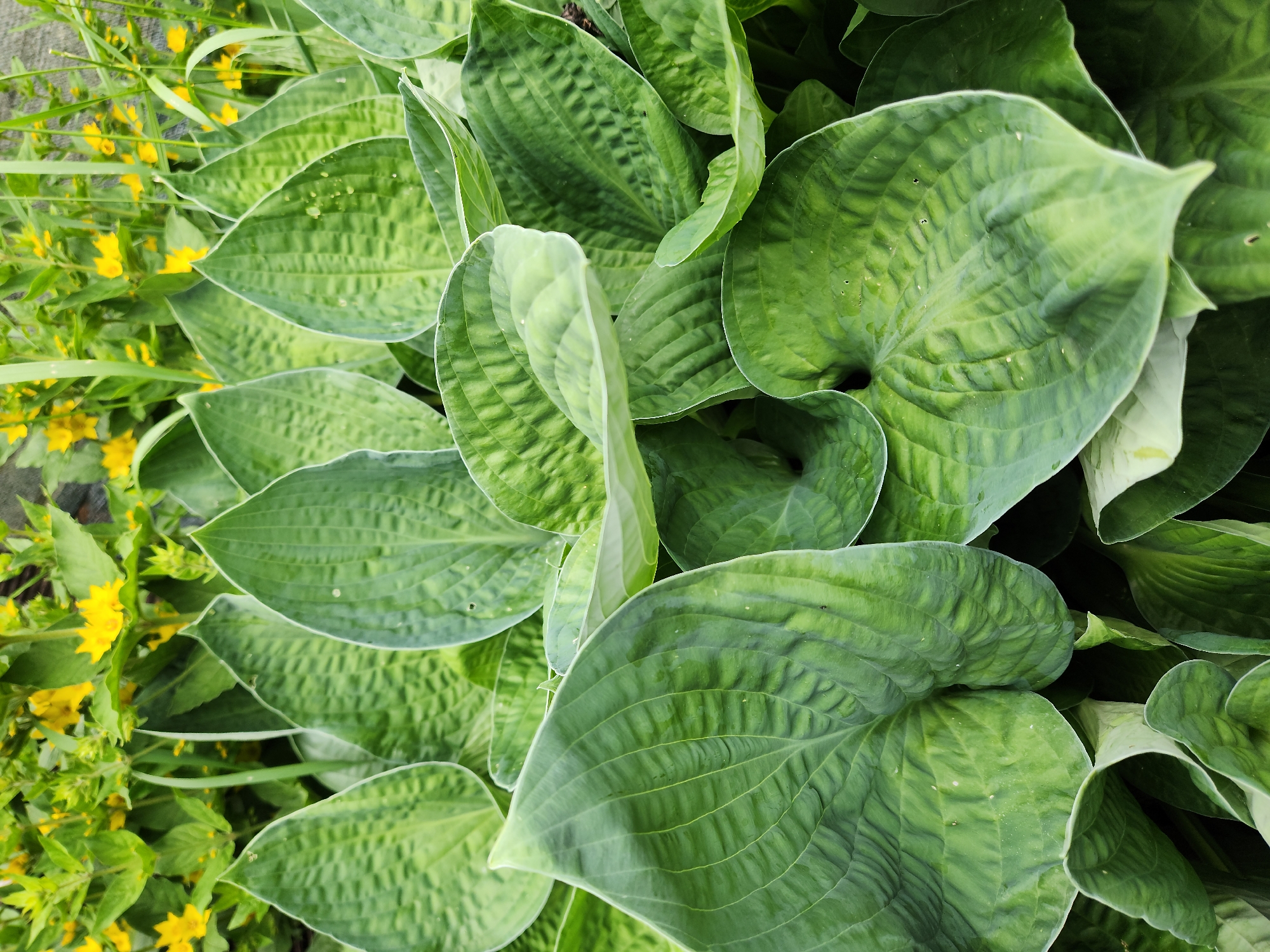 A close-up, overhead shot displays a dense cluster of large, heart-shaped hosta leaves. The leaves are a vibrant green with prominent veins and a slightly wavy edge. In the background, out of focus, a patch of small yellow flowers and green foliage is visible. The scene appears to be in a garden or park setting within Idar-Oberstein, Germany, possibly in a residential area given the presence of hostas, a common garden plant. No people or specific actions are depicted. The lighting suggests it is daytime, with soft, diffused light.