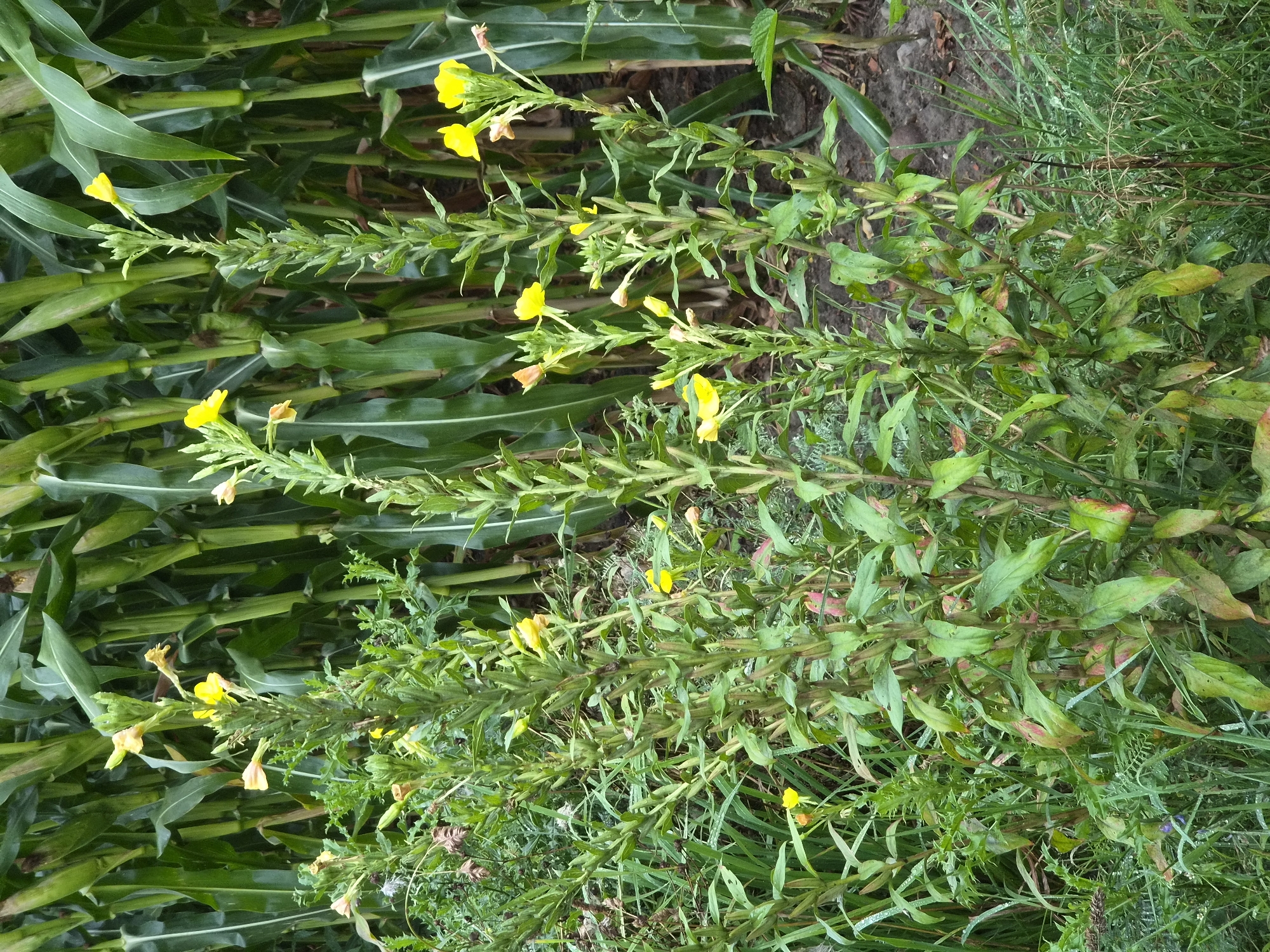 The image depicts a close-up view of tall, green stalks with yellow flowers and green leaves, set against a background of tall corn stalks. The scene is outdoors, with visible soil and some dew drops on the foliage, suggesting a natural or agricultural environment. The focus is on the flowering plants in the foreground, with the corn field serving as a backdrop. There are no people or animals visible in the image. The overall impression is one of lush vegetation and a rural setting. The location is specified as Schiffdorf, Germany, which implies an agricultural landscape common in that region.