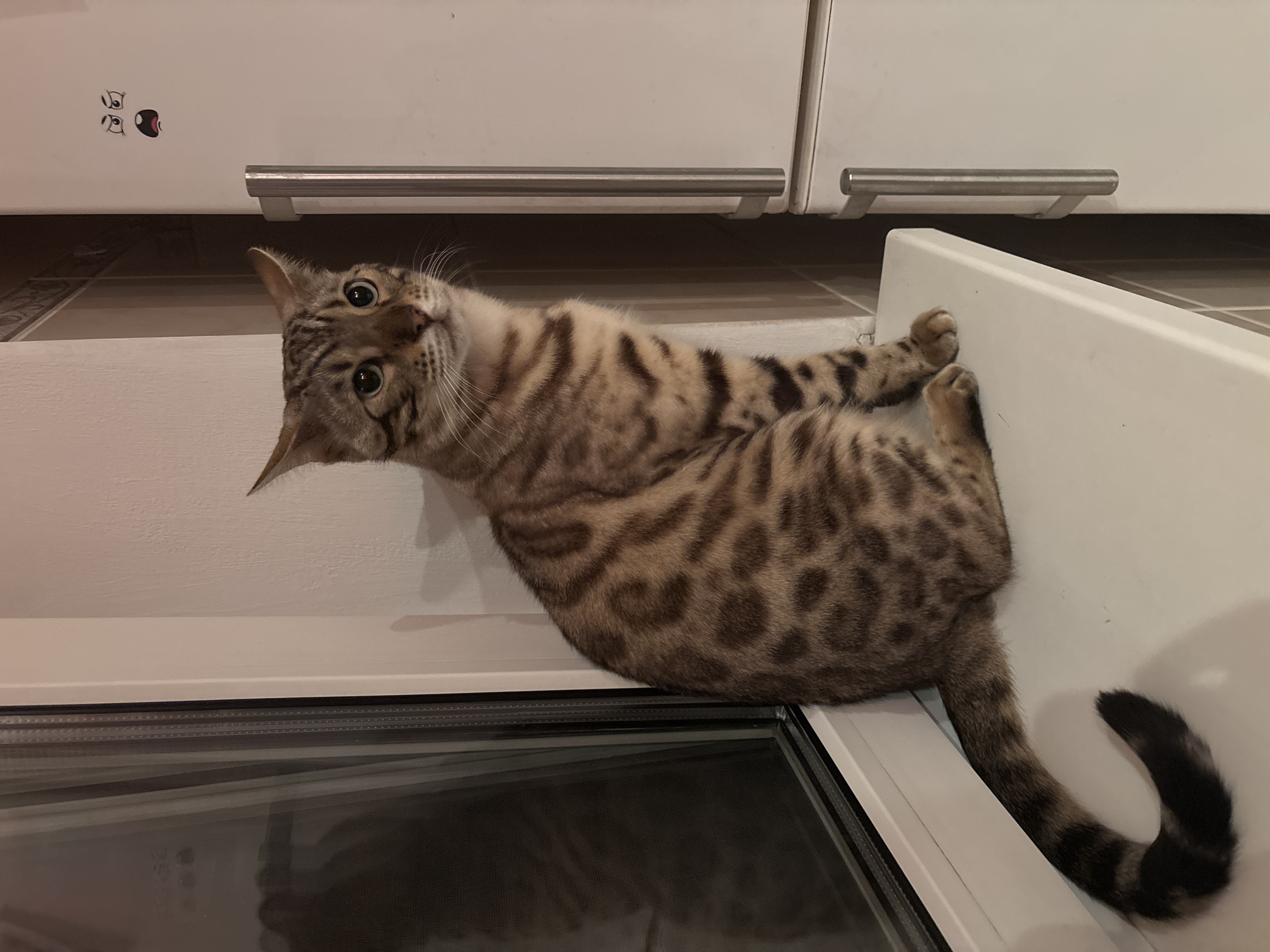 A Bengal cat is sitting on a white windowsill in an indoor setting, with a window on the left and a white refrigerator on the right. The cat is facing to the right and looking slightly upward. The cat has brown and black spotted fur and green eyes. The refrigerator has a metal handle and a cartoon face sticker with a surprised expression. The background shows a tiled wall and a window with blinds. The image is likely taken in a residential kitchen or living area in Noviy, Russia.