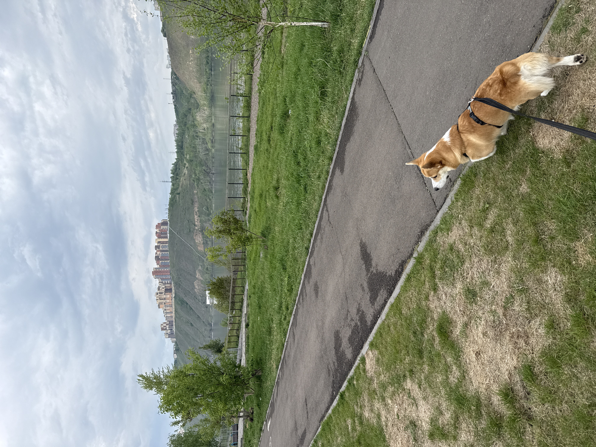 A Corgi on a leash is sniffing the edge of a paved path. The path runs alongside a grassy area. In the background are buildings along a hillside, likely in Krasnoyarsk, Russia. The sky is overcast.