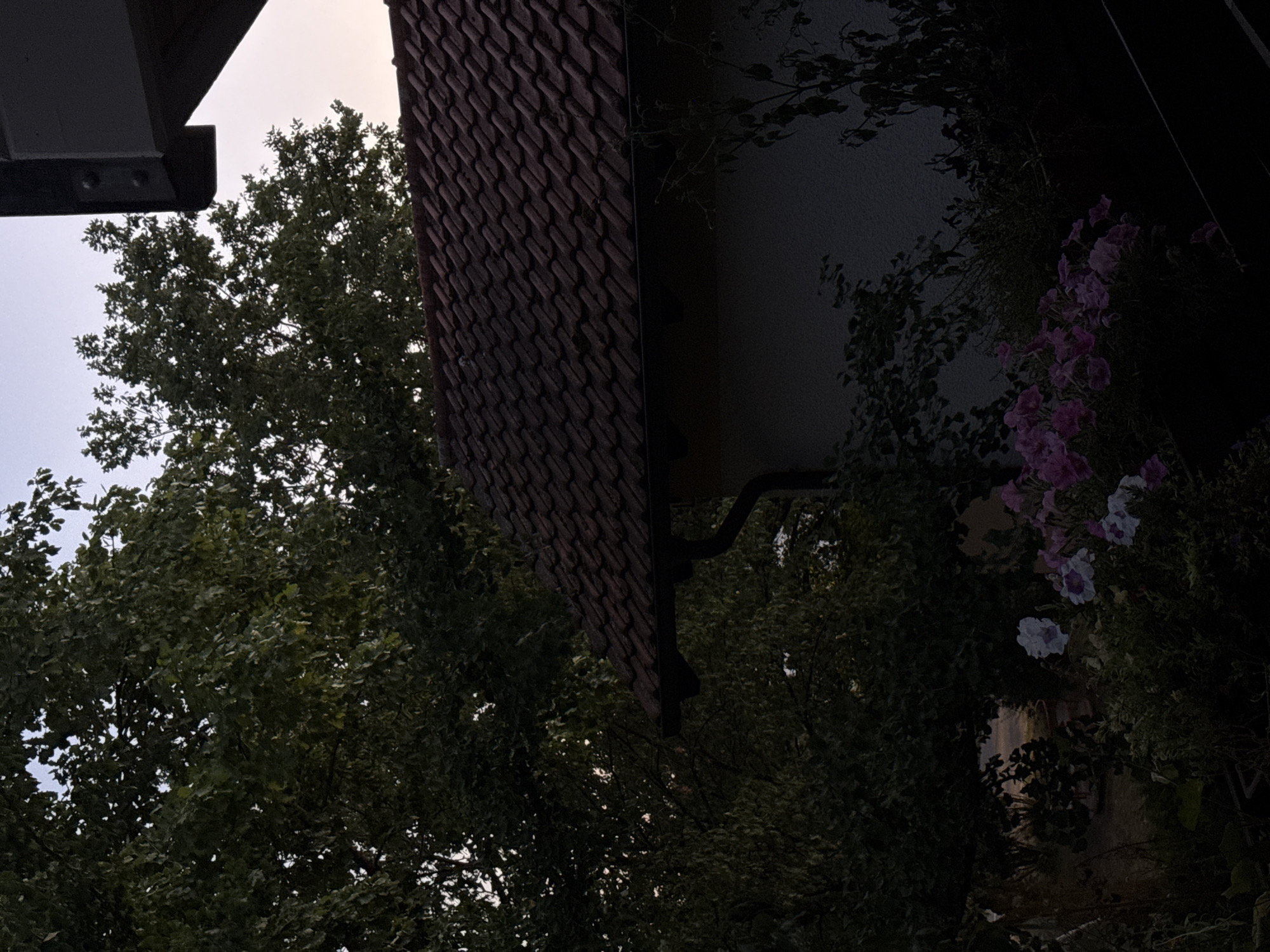This is a photograph taken outdoors at dusk in Türkenfeld, Germany. The image captures a residential scene, with a house and surrounding foliage dominating the frame. In the foreground, a cluster of blooming petunias is visible, with pink and white flowers intermingling with green leaves. Behind the flowers, a portion of a house with a red-tiled roof and a white exterior wall is visible. A dark gutter runs along the edge of the roof. To the left and behind the house, a dense canopy of green trees fills a significant portion of the image, obscuring the background. The sky above is a pale, dusky hue, suggesting the transition from daylight to evening. A dark, angular structure, possibly part of a porch or overhang, is visible in the upper right corner. No people are present in the scene. The overall impression is one of a quiet, rural or suburban environment in the evening.
