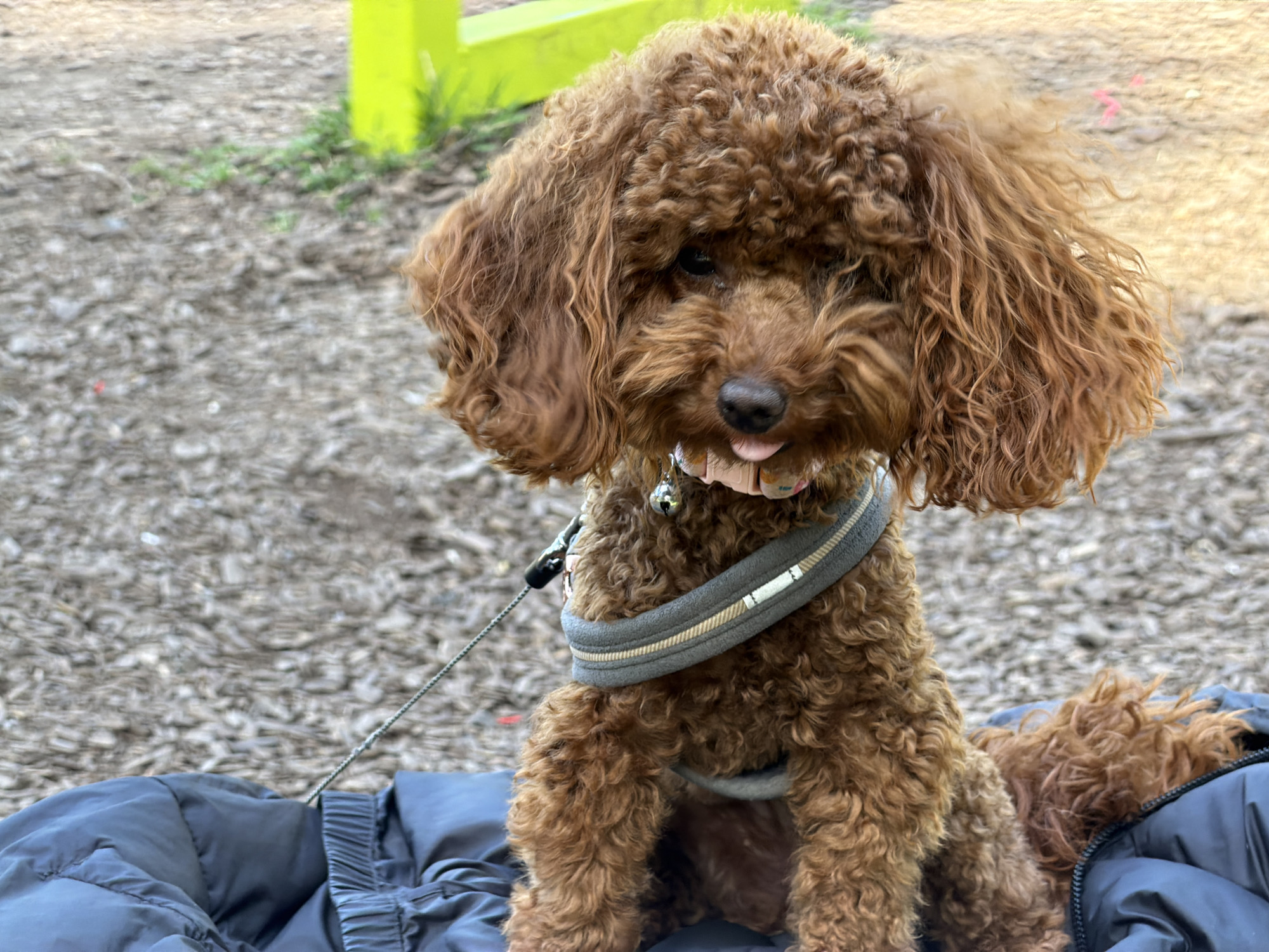 A brown, curly-haired poodle with its tongue slightly protruding from its mouth is sitting on a dark blue or gray puffy jacket. The dog is wearing a gray harness, a pink collar, and a bell. A leash is attached to the harness. The background consists of mulch-covered ground and a partially visible yellow structure. The location is most likely a park or dog park in Sofia, Bulgaria.