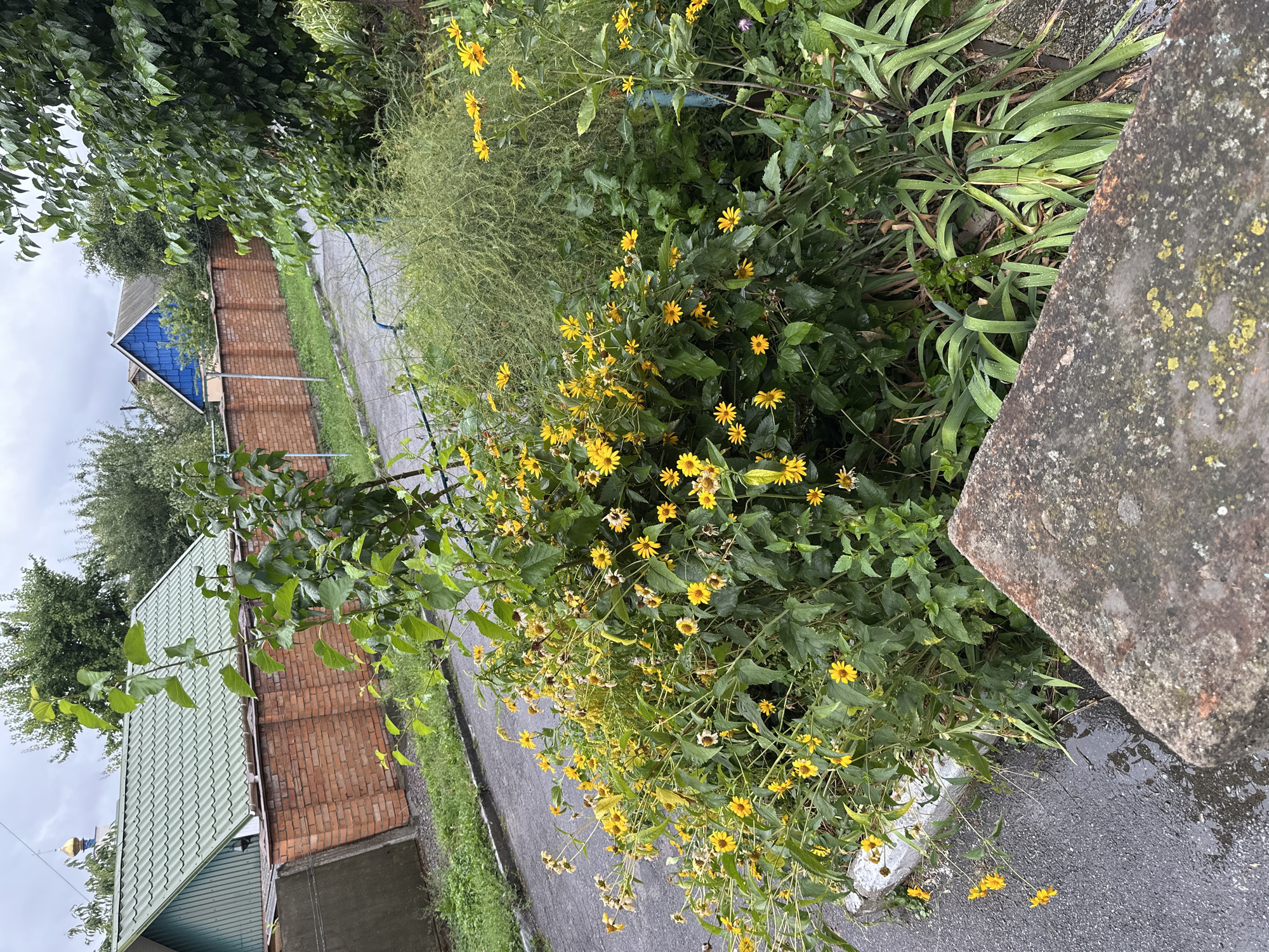 This image depicts an overcast scene in the city of Khmilnyk, Ukraine, likely a residential area. In the foreground, a large cluster of yellow wildflowers, possibly heliopsis, is in bloom, with some flowers showing signs of wilting. The flowers are densely packed and spill over a concrete curb. To the left of the flowers, a wet asphalt road is visible, suggesting recent rain. Behind the wildflowers, a tall, feathery green shrub is prominent. Further in the background, a red brick wall runs horizontally, separating a paved walkway from a residential area. Two houses are partially visible beyond the wall: one with a light green metal roof and the other with a blue roof. Trees and vegetation are scattered throughout the scene. The overall impression is of a slightly overgrown garden adjacent to a quiet street.