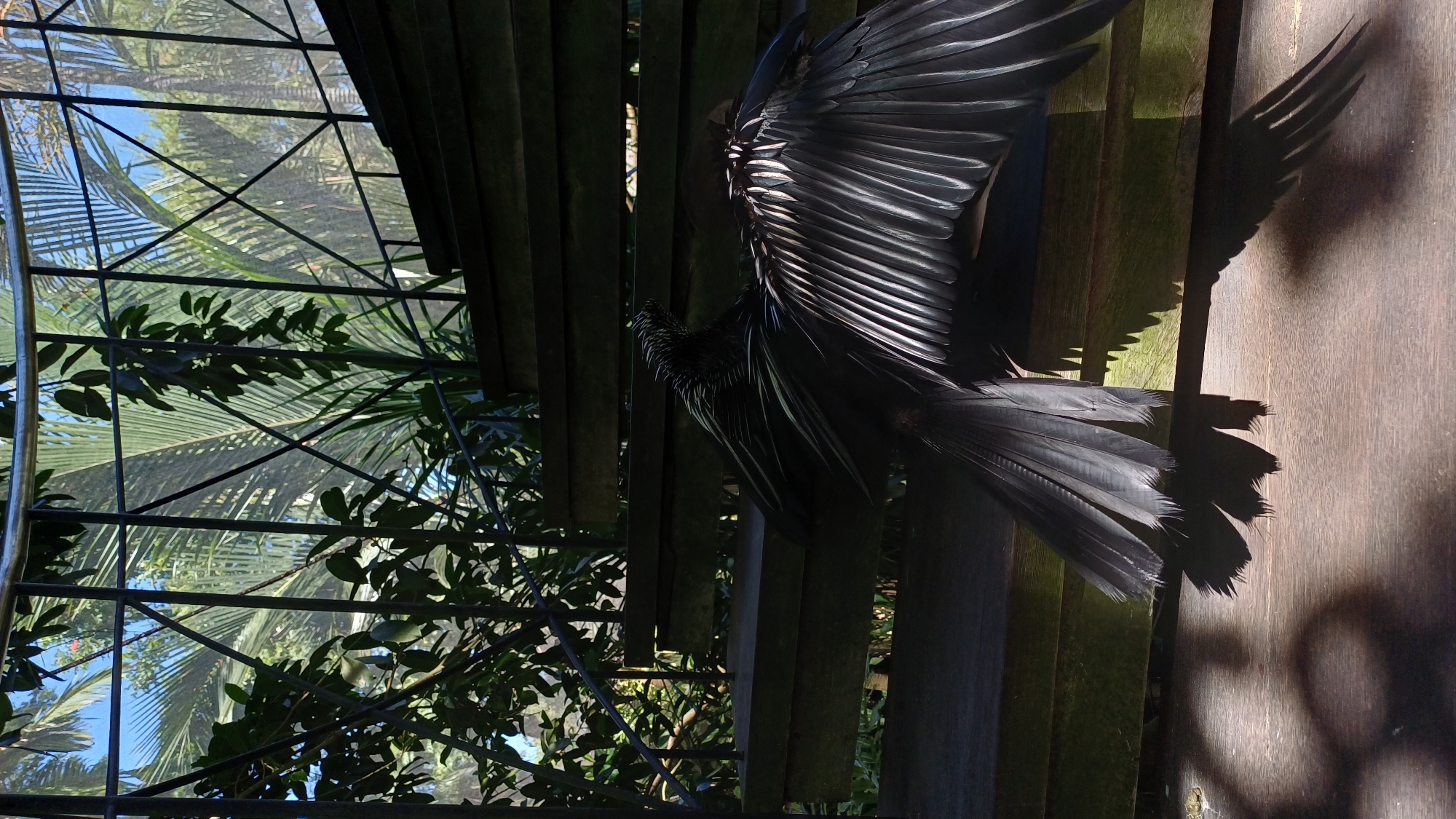 The image shows a dark-plumaged bird with wings outstretched, perched on a wooden structure. The bird's feathers are sharply defined, catching sunlight. The structure appears to be a series of wooden steps or a partially constructed platform. In the background, there is a glimpse of greenery and a geometric-patterned cage. The scene is illuminated by bright, natural light, casting distinct shadows. This photograph was taken in Sukawati, Indonesia.