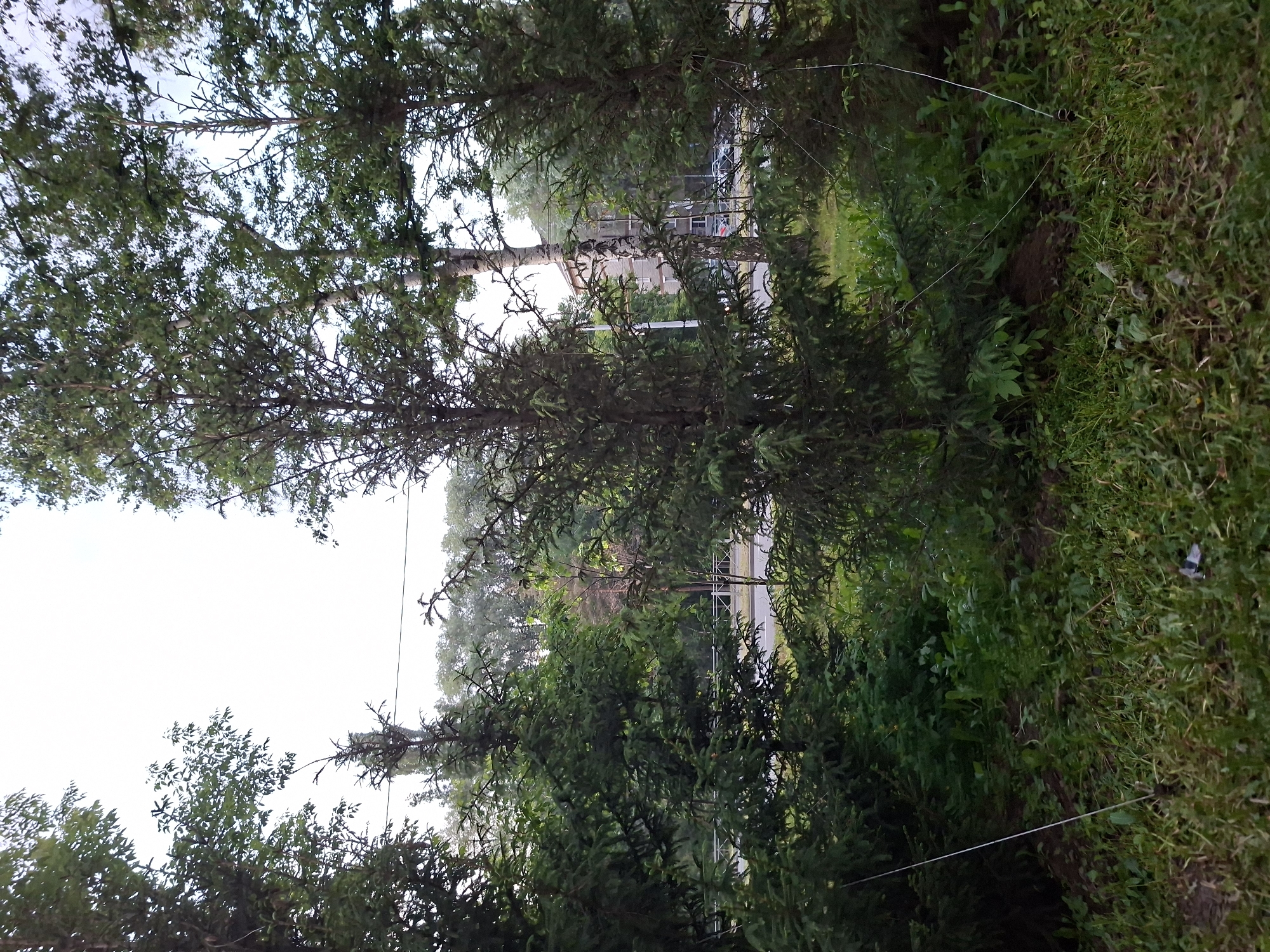 The image captures a view of a street with trees and a building in the background, likely in Kazan, Russia. In the foreground, several coniferous trees are visible, with their branches extending towards the center of the frame. The ground is covered with grass and some small plants. A white, thin line extends from the left side of the frame, anchored to a stake in the ground, and then runs across the scene, disappearing behind the trees. In the middle ground, a paved road is visible, with a white metal fence running along its edge. Beyond the road, a multi-story building with several windows can be seen, and a few cars are parked in front of it. The sky above is overcast, with a bright, diffused light. The overall scene suggests an urban or suburban environment with green spaces.