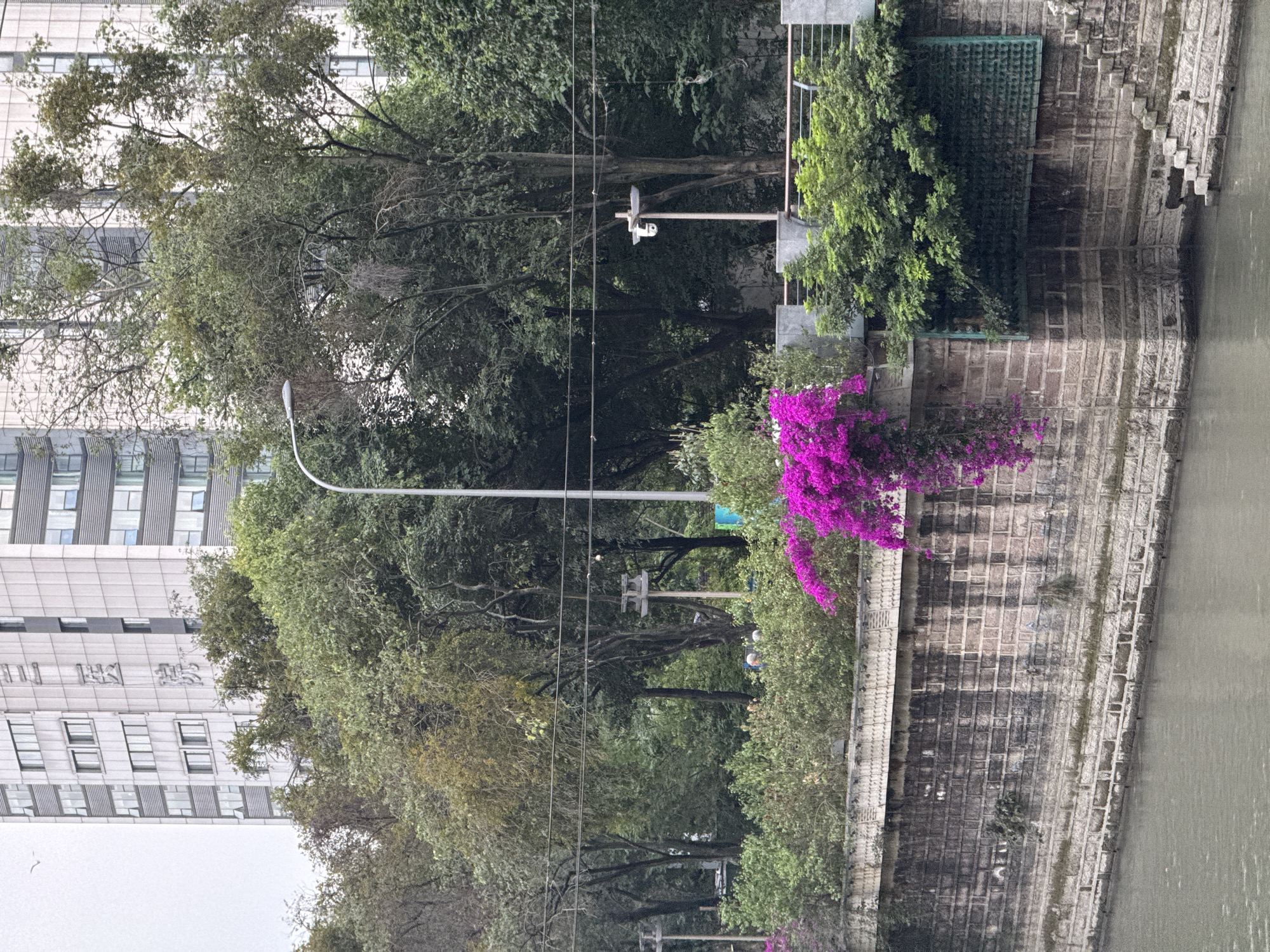 The image shows a section of a waterway in Qingyang District, China. The waterway is lined with a stone embankment with vegetation growing along the top. A building with multiple windows is visible behind the trees and vegetation. A purple bougainvillea is growing on the embankment. There is a light pole and surveillance camera.