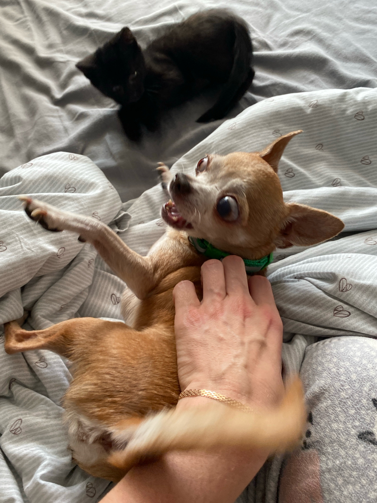This is a close-up, high-angle shot of a chihuahua and a black kitten on a grey, striped blanket. The chihuahua is lying on its back, with its head tilted up and mouth open, as if barking or yelping. Its eyes are wide and its ears are perked. A human hand is holding the chihuahua down. The kitten is in the upper left corner of the frame, looking away from the camera. The blanket has a subtle pattern of small, outline heart shapes. The scene is indoors, likely on a bed. There is no indication of the location being in Zhlobin, Belarus.