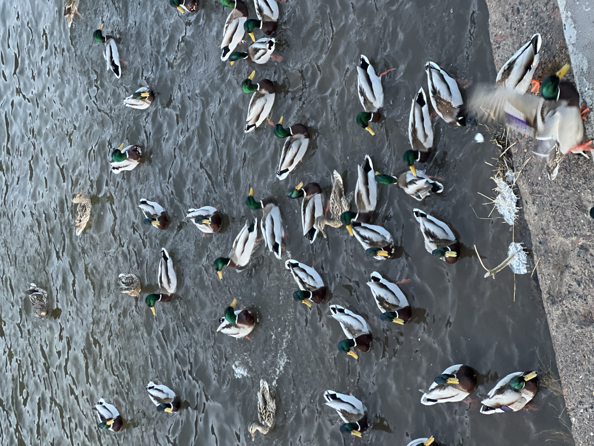 A high-angle shot depicts a multitude of ducks swimming in a body of water, positioned near a concrete bank. The ducks are of varying plumages, mostly drakes with their distinct green heads, mixed with a few hens with mottled brown feathers. Some of the ducks are actively feeding in the water with their heads submerged, while others are resting or swimming. Near the concrete bank, there's detritus including straws and bits of plastic. The water itself is grey and choppy. The overall scene conveys a sense of urban wildlife and the interaction between the natural world and man-made structures. The location is Unknown, Unknown.