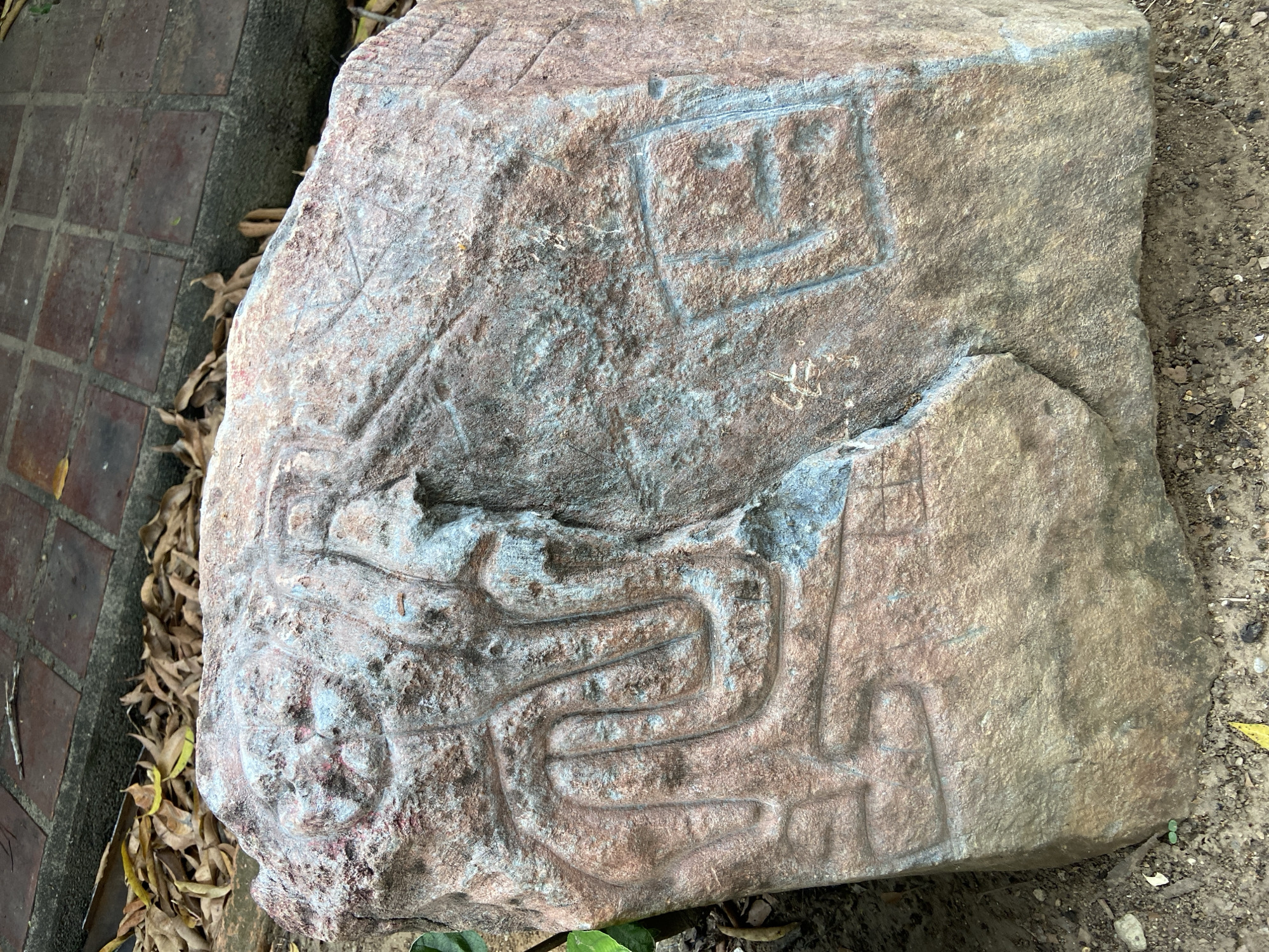 The media file displays a large, irregular-shaped stone featuring ancient petroglyphs. The stone, likely sandstone, exhibits varied coloration including reddish-brown, grey, and hints of bluish-white, suggesting natural mineral composition and weathering.
Prominent carvings are visible on its surface. In the upper right section, a stylized anthropomorphic face is carved, characterized by a square or rectangular outline with simple linear representations of eyes, a nose, and a mouth. Below this, dominating the lower central and left portions of the stone, is a complex, curvilinear pattern. This design resembles a labyrinth or a winding path, formed by multiple parallel lines that meander across the rock's surface, creating intricate turns and loops. To the far left, near the edge of the stone, a circular motif with internal divisions, possibly a sun symbol or another stylized representation, is discernable, though it appears more weathered. Other faint lines and depressions across the stone suggest additional, less distinct carvings.
The stone rests on the ground in an outdoor setting. To its left, a paved area with reddish-brown square tiles is visible, bordered by a collection of dried leaves. To the right, the ground consists of loose dirt and small stones. The natural light suggests it is daytime. The location context provided is Tinaquillo, Venezuela, implying these are local cultural artifacts. No human activity is depicted in the image, and there is no visible text on the stone or in its immediate surroundings.