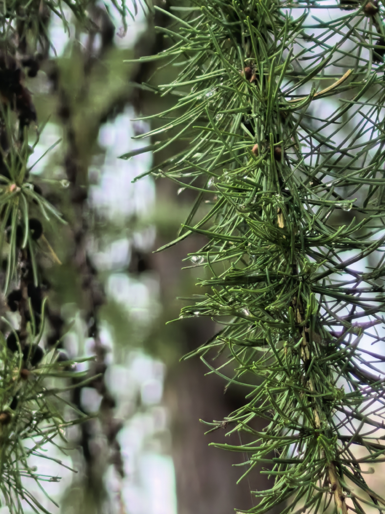 This is a close-up photograph of a conifer branch, likely a larch or pine, with its needles and a few small cones visible. Water droplets are scattered across the needles, suggesting recent rain or dew. The background is softly blurred, showing hints of other foliage and possibly tree trunks, creating a shallow depth of field. The lighting is natural and diffused. There are no people or specific landmarks visible that would indicate a location within Sterlitamak, Russia. The image focuses solely on the natural details of the evergreen branch.