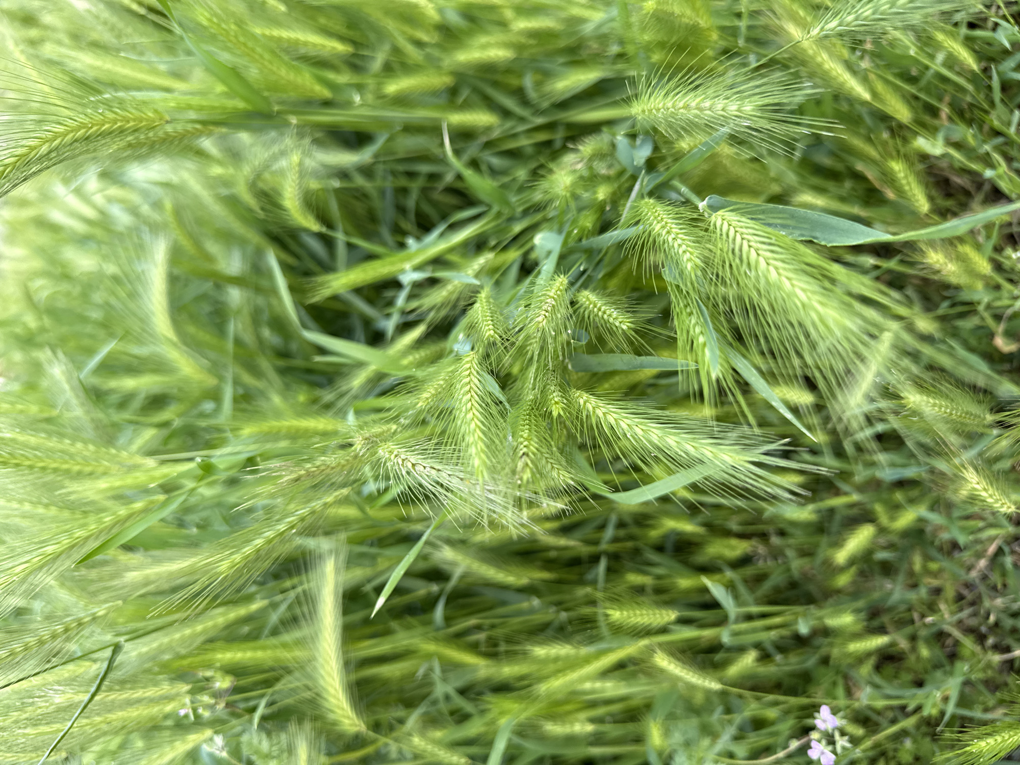 The image shows a dense patch of green foxtail barley, possibly Hordeum murinum, growing in a grassy area. The plants are at various stages of maturity with some exhibiting developed awns. The background is blurred suggesting a shallow depth of field. The location, Lovech, Bulgaria, cannot be directly verified from the image alone.