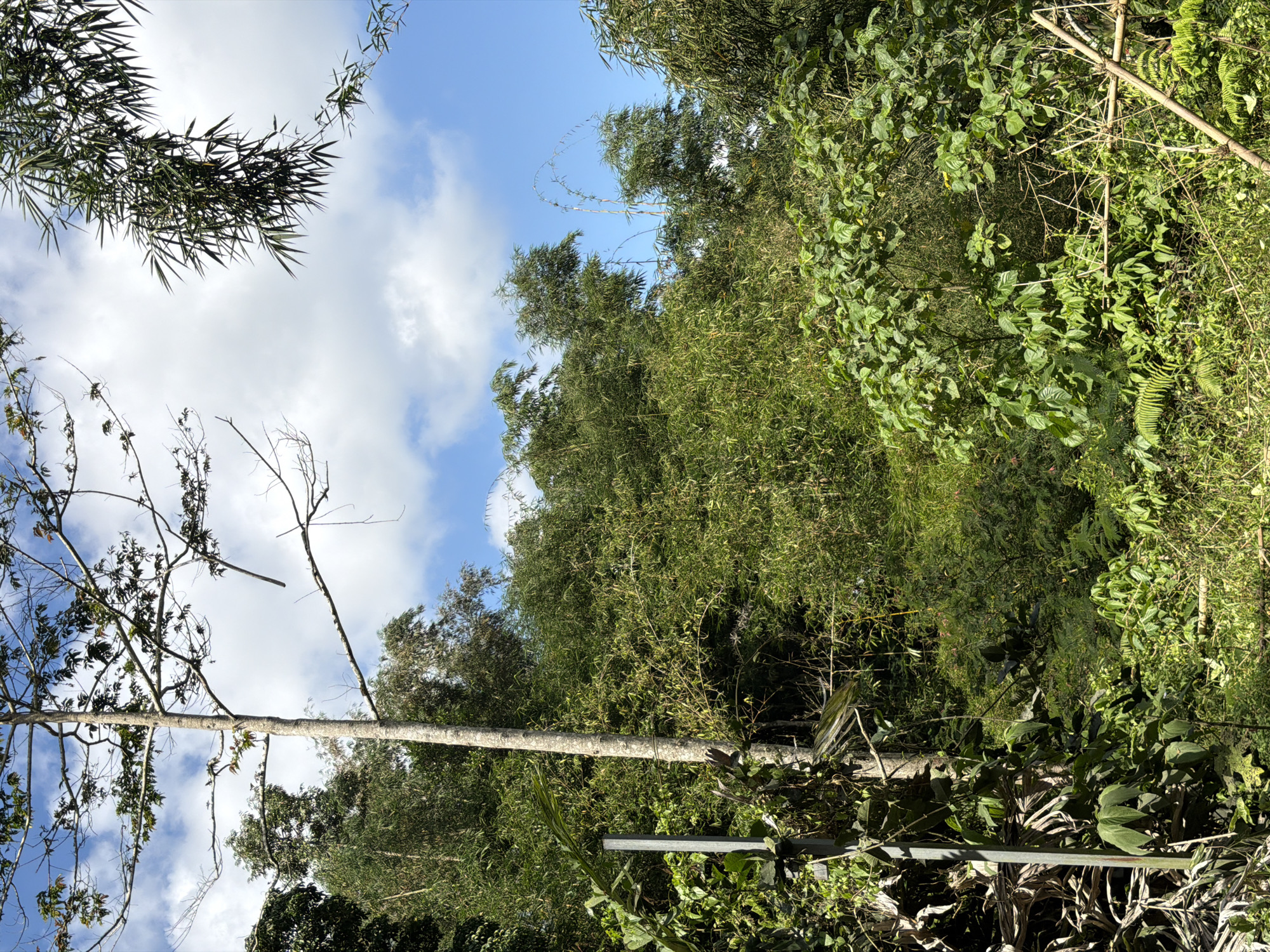 This is a medium-angle, eye-level, full-shot photograph of dense vegetation in Baturiti, Indonesia. The scene is dominated by various shades of green foliage from trees, bamboo, and other plants, with a clear blue sky dotted with white clouds visible in the upper portion of the frame. A tall, slender tree with a light-colored trunk and sparse branches stands prominently in the left-center, rising towards the sky. To its right and behind it, a dense thicket of bamboo and other green leafy plants creates a wall of vegetation. The foreground is filled with lower-lying greenery, including ferns and broad-leafed plants. A thin, dark vertical pole is visible on the far left, partially obscured by leaves. Several dry, light-colored bamboo poles are also visible, particularly in the lower right corner, forming a diagonal structure. The overall impression is one of a lush, natural environment.