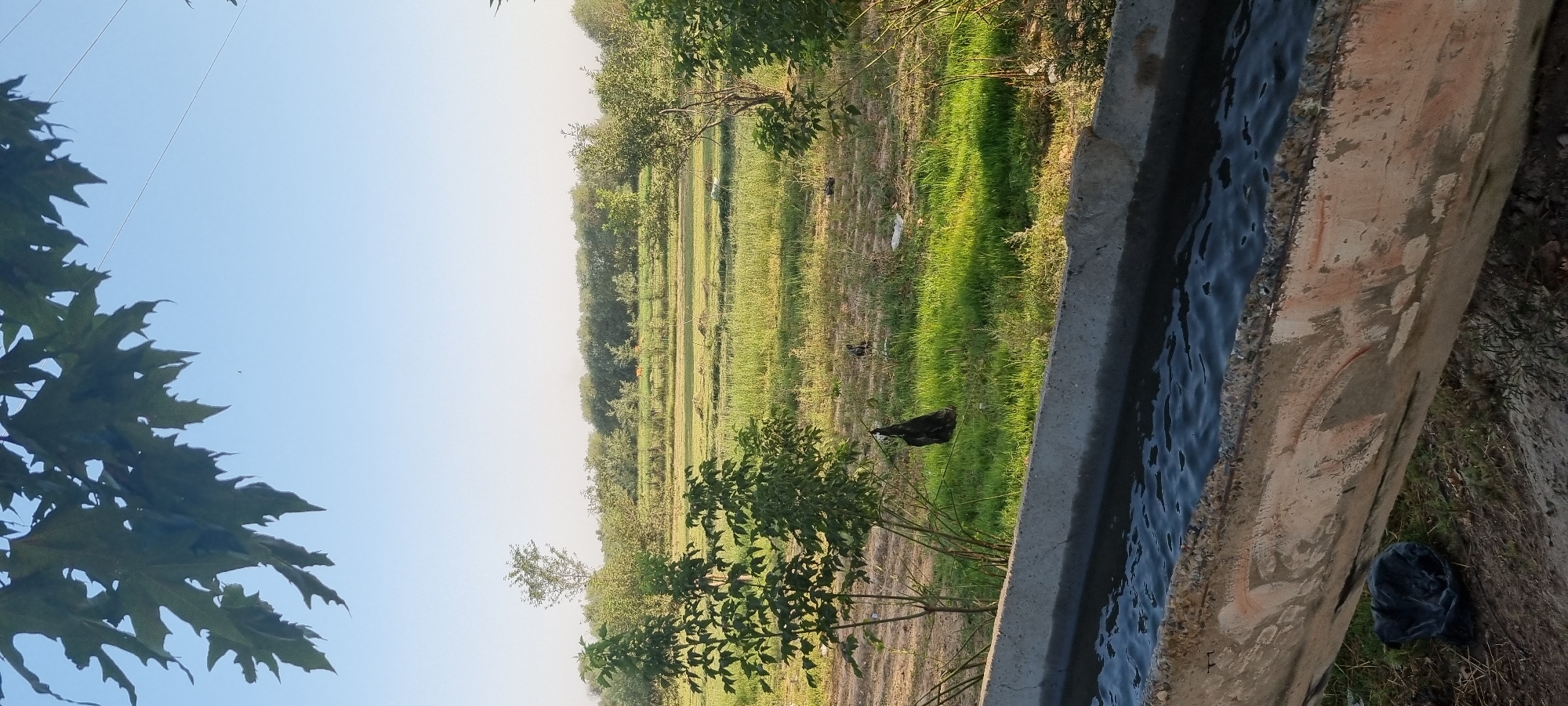 The image depicts an outdoor scene with a clear blue sky and scattered green foliage in the foreground. A concrete water channel filled with dark water runs along the bottom of the frame, with a black plastic bag resting on the ground beside it. Beyond the channel, a grassy field is visible, with several trees and shrubs scattered throughout. In the middle distance, a line of trees forms a dense green border, and beyond that, a hazy horizon suggests a more distant landscape. Two dark-colored birds are present on the grass in the middle ground. The scene appears to be a rural or semi-rural environment, possibly a farm or park, with elements of both natural landscape and man-made structures. The overall impression is one of a tranquil, sunlit day.