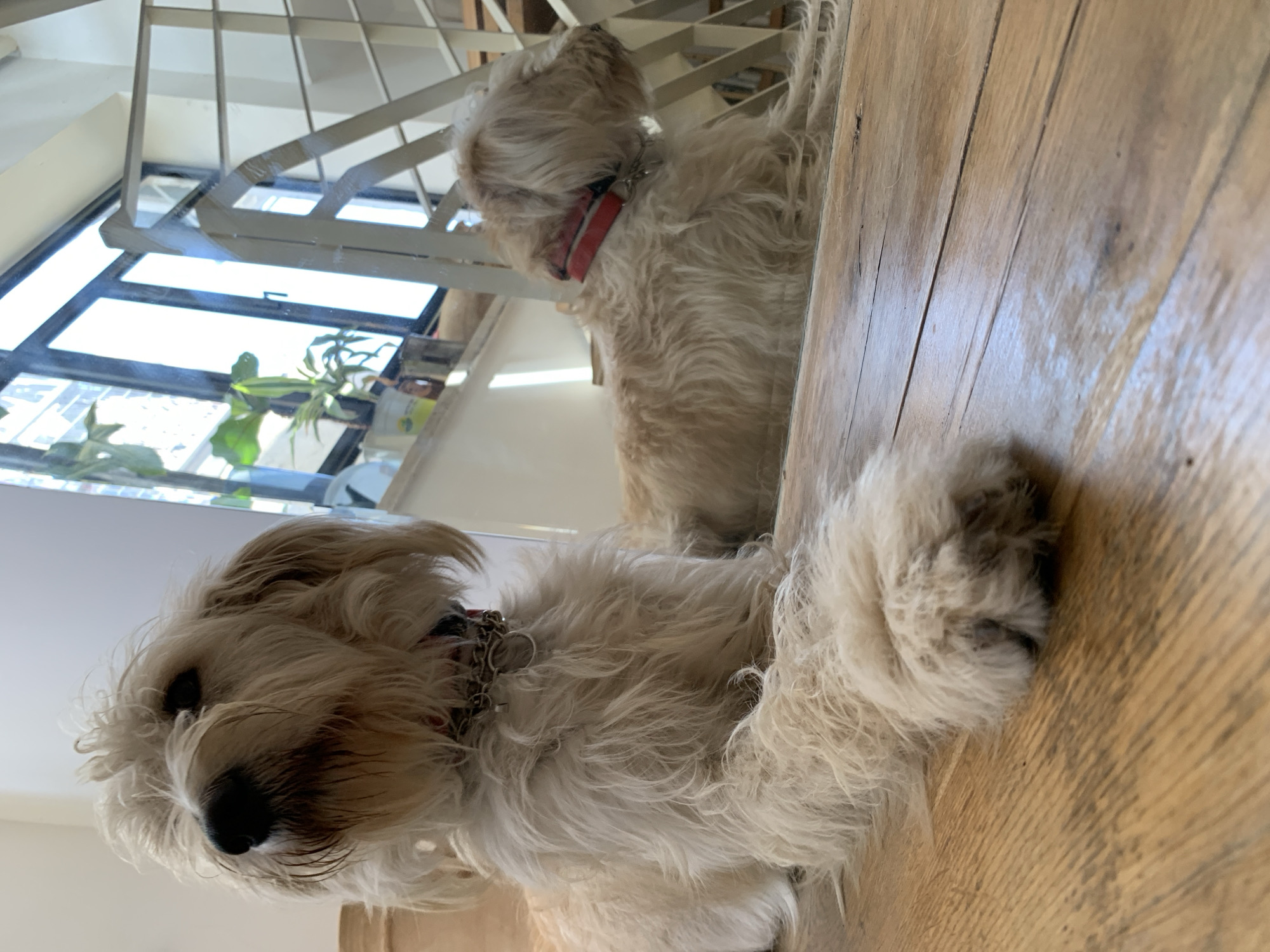 The image depicts two medium-sized, light-colored dogs indoors, seemingly on a wooden floor. The dog in the foreground is lying down, with its head and paws visible. It has a black nose and appears to be wearing a chain collar with a red strap. The second dog is partially visible in the background, standing or sitting, also wearing a red collar. Behind the dogs, there is a window with a view of plants and possibly other buildings, suggesting an urban environment. The window has a metal frame, and there's also what appears to be a staircase or railing structure above the window.
Based on the details provided and the architectural style visible, I can't verify with certainty that the location is Tel-Aviv.
